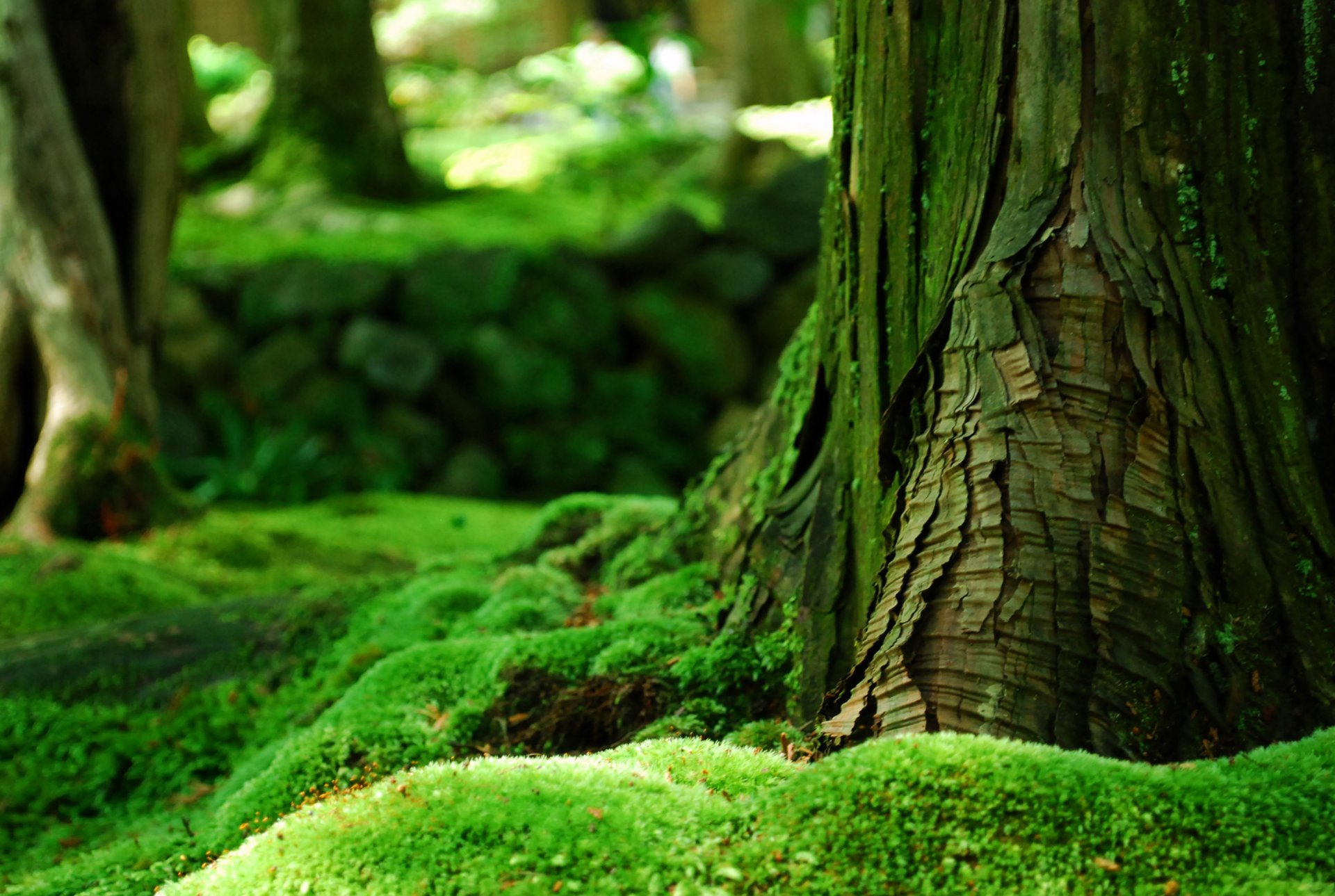 tree bark forest moss green summer