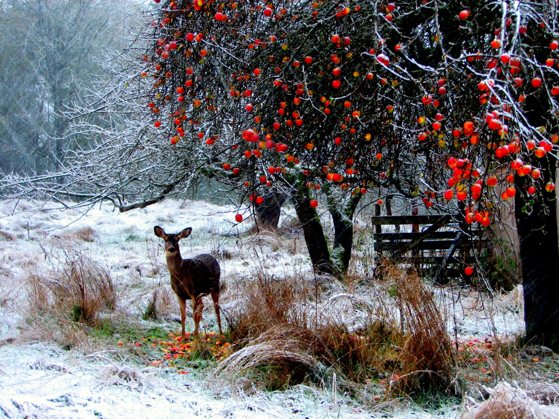 naturaleza bosque ciervos nieve árboles ramas largas hierba manzanas