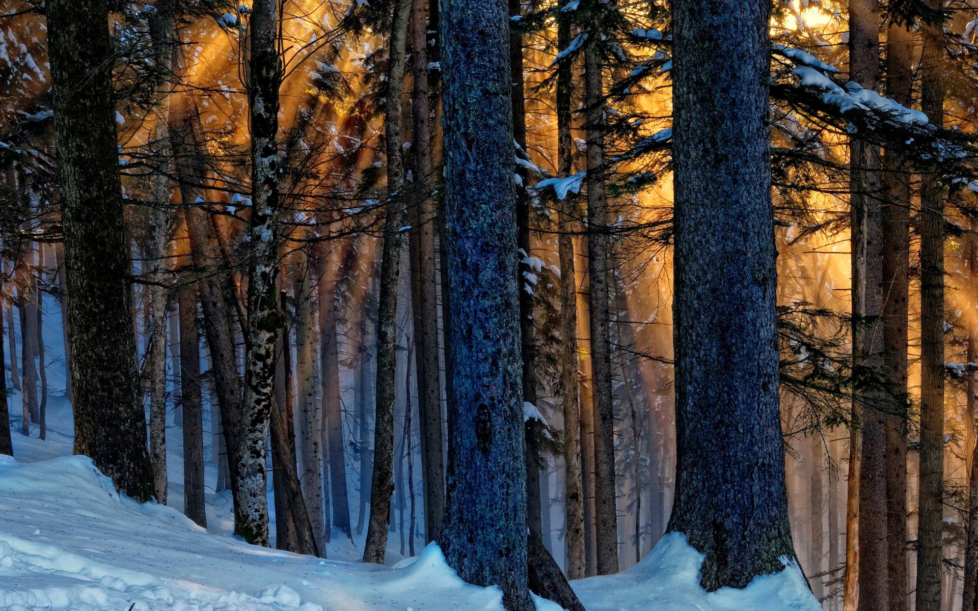 winter forest tree light nature