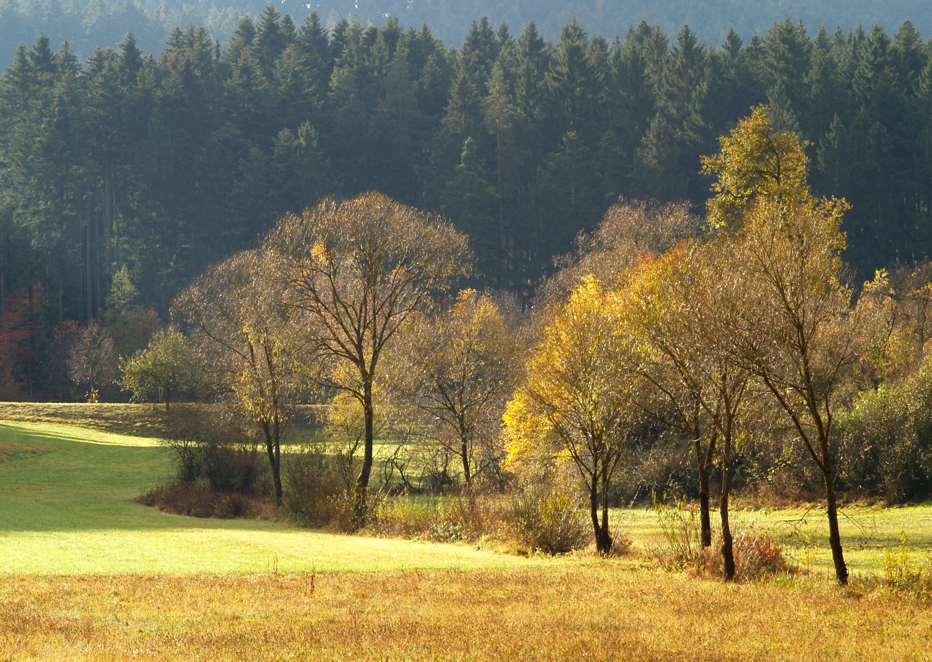 otoño bosque agujas campo claro árboles