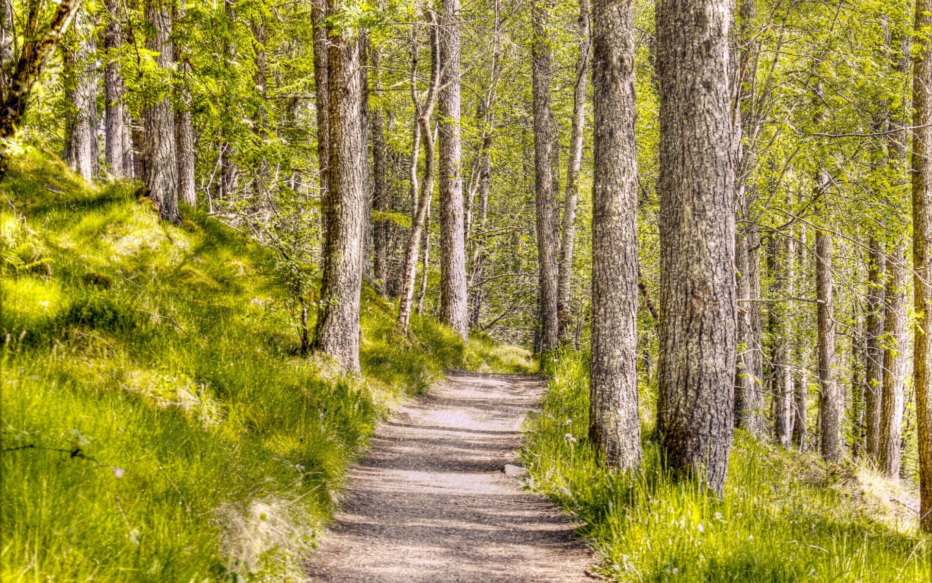 natura paesaggio foresta struttura sfondo stile