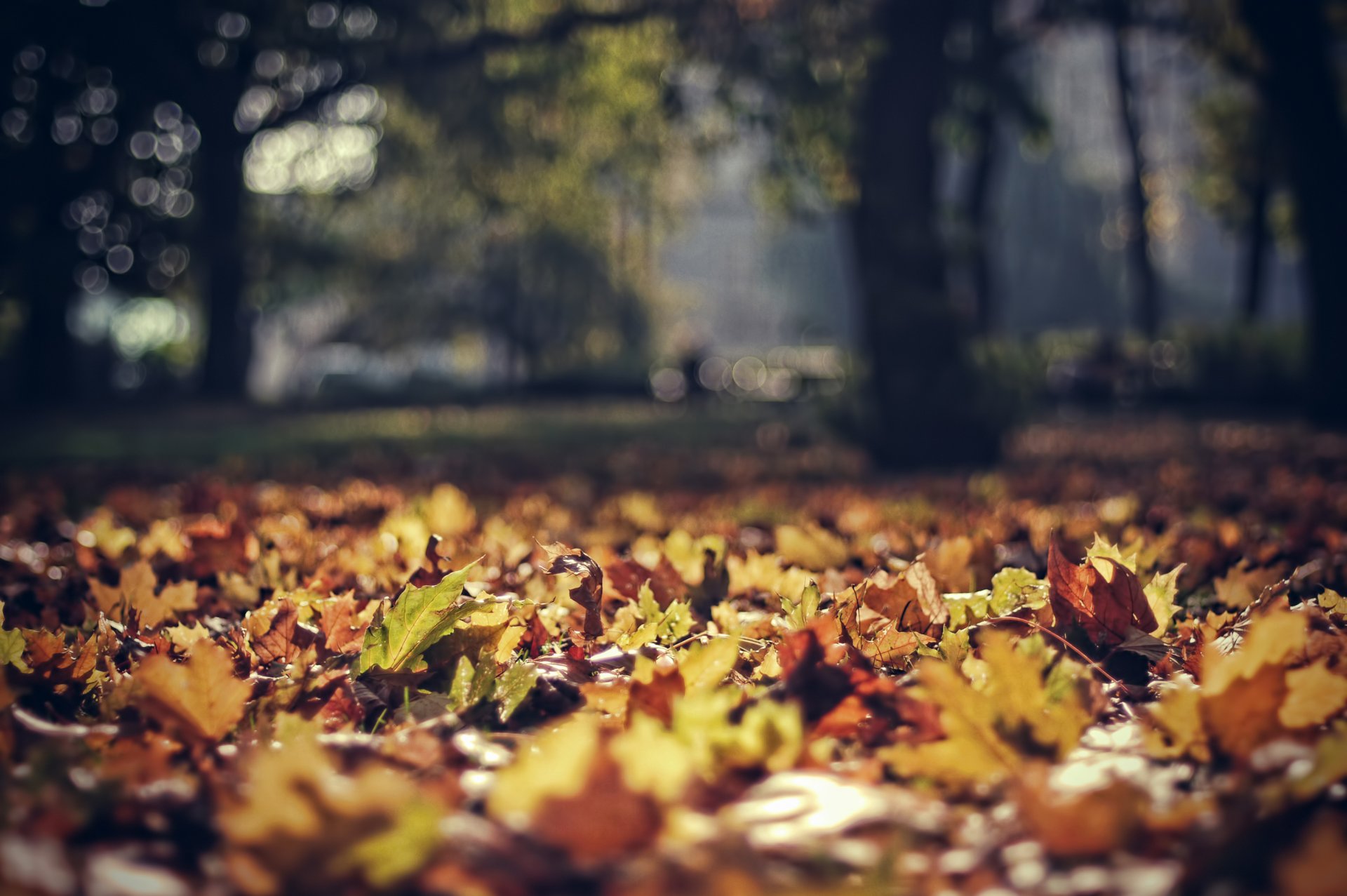 jesień park liście liście focus bokeh polska