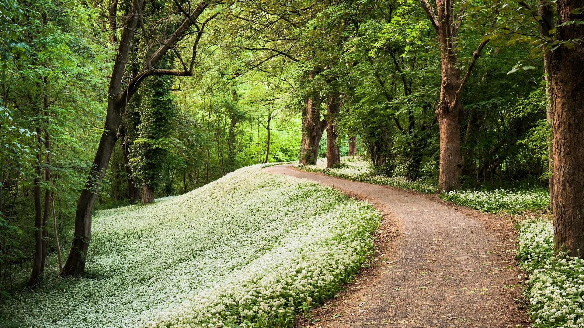 pring forest park forest path track ramson tree germany