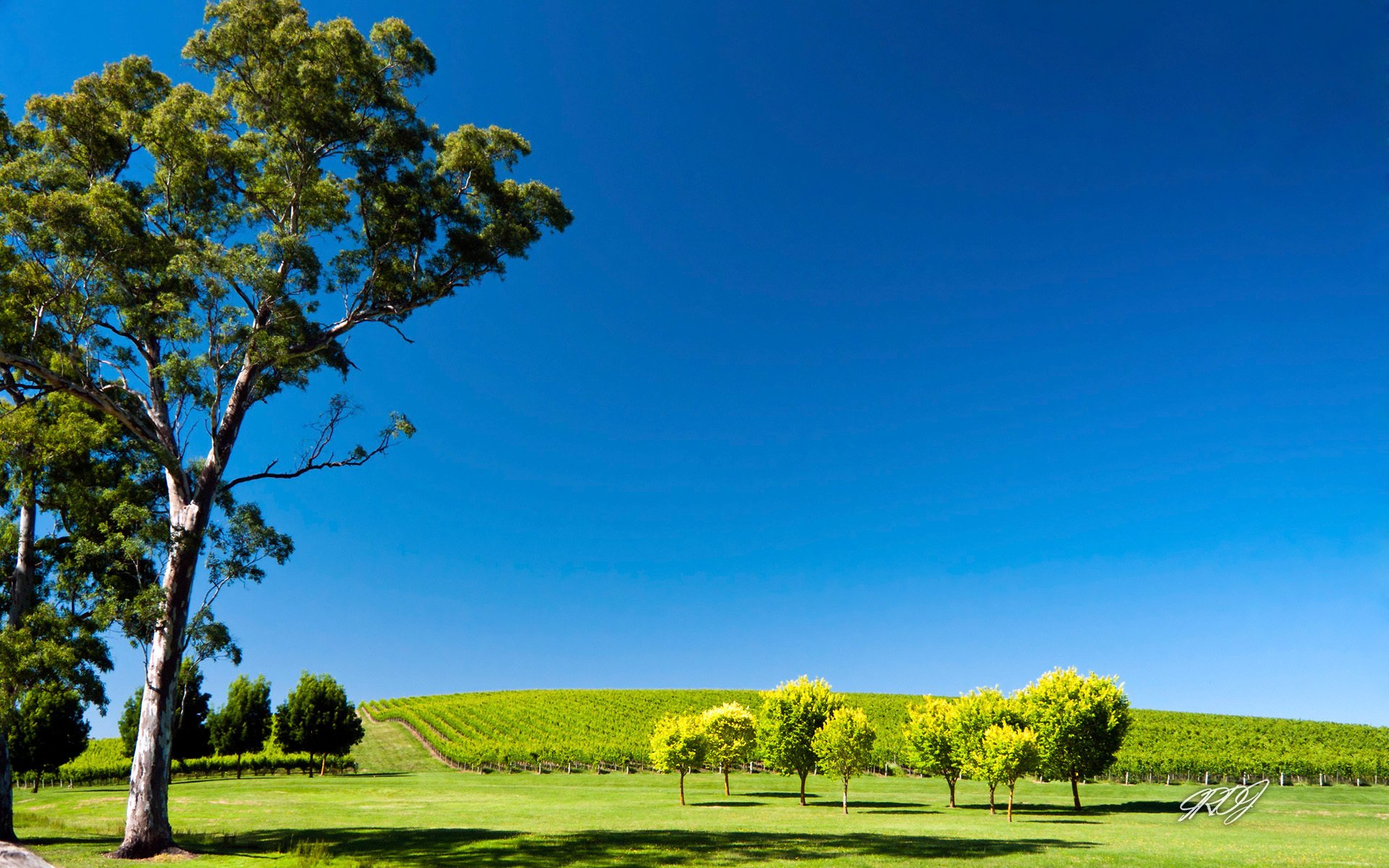 australien feld garten bäume