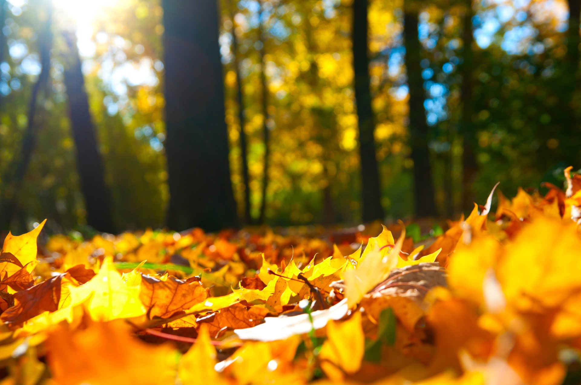 foglie autunno foresta alberi