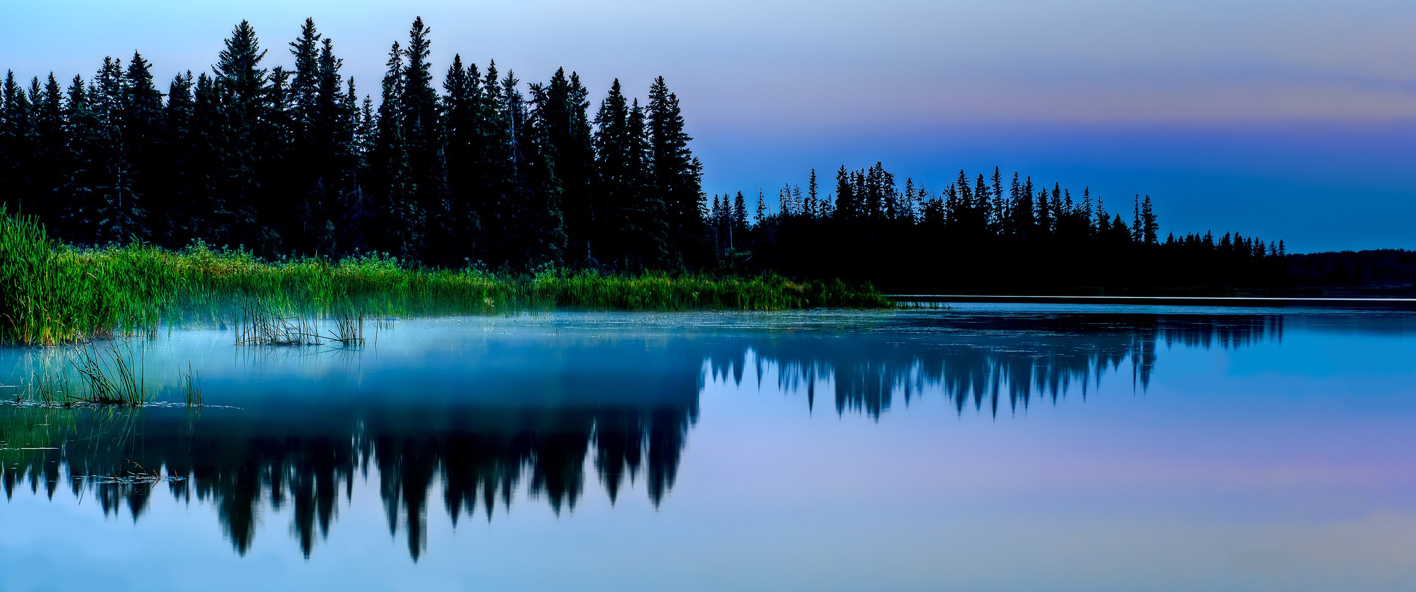 natur wald abend see sumpf teich gras dickicht reflexion fichte