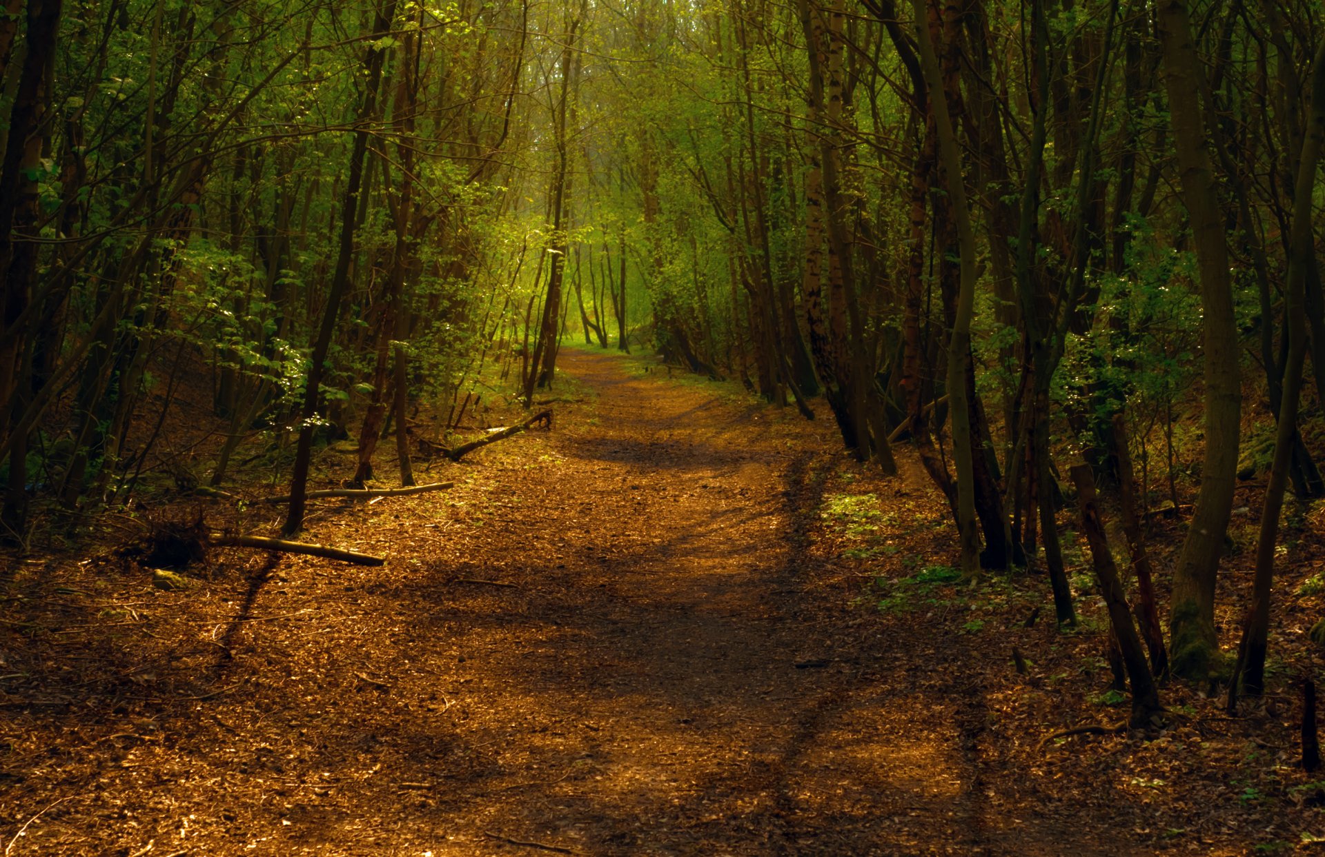 foresta sentiero sentiero percorso svolta alberi luce fogliame foresta mista ombra