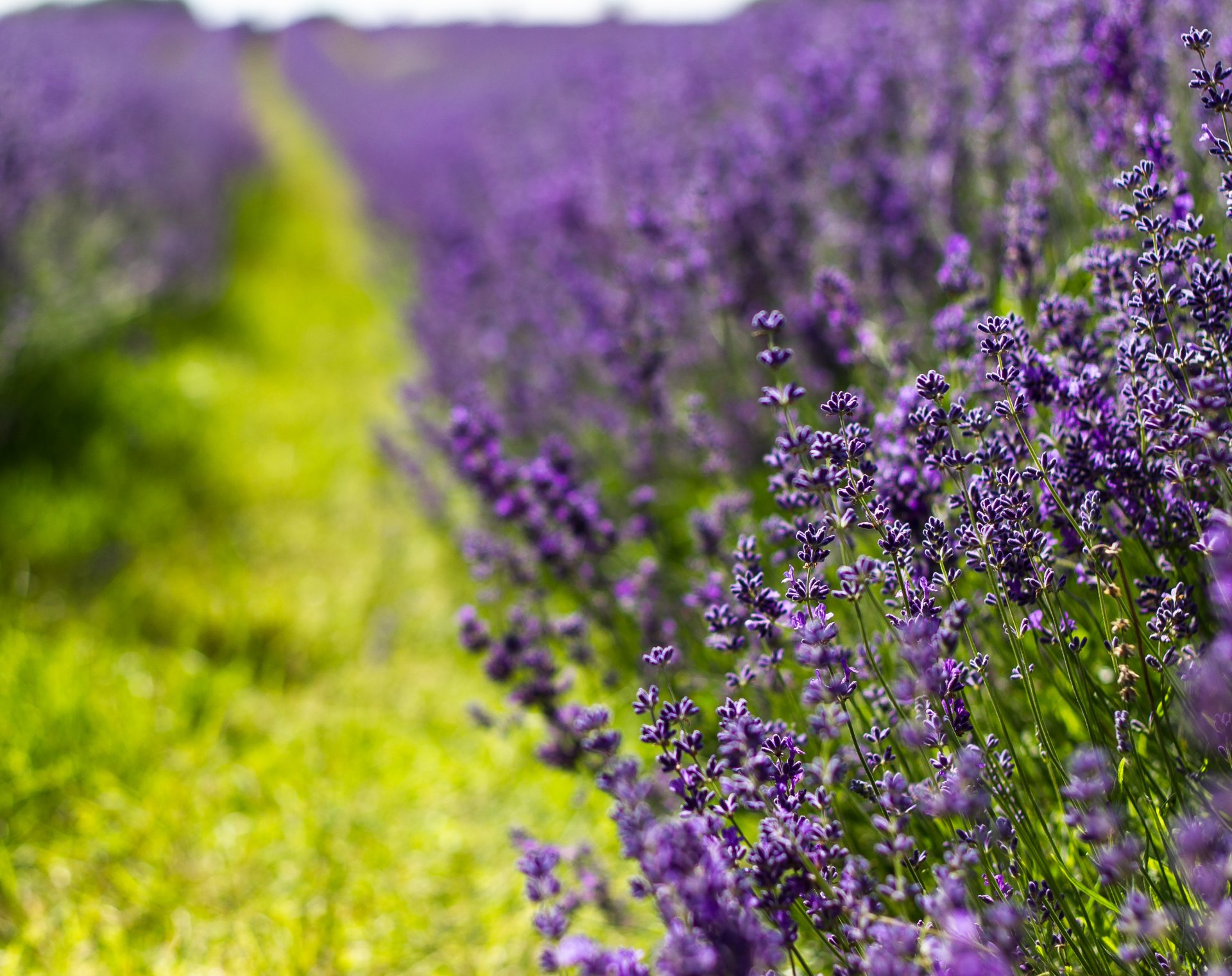 lavanda flores vegetación hierba macro desenfoque