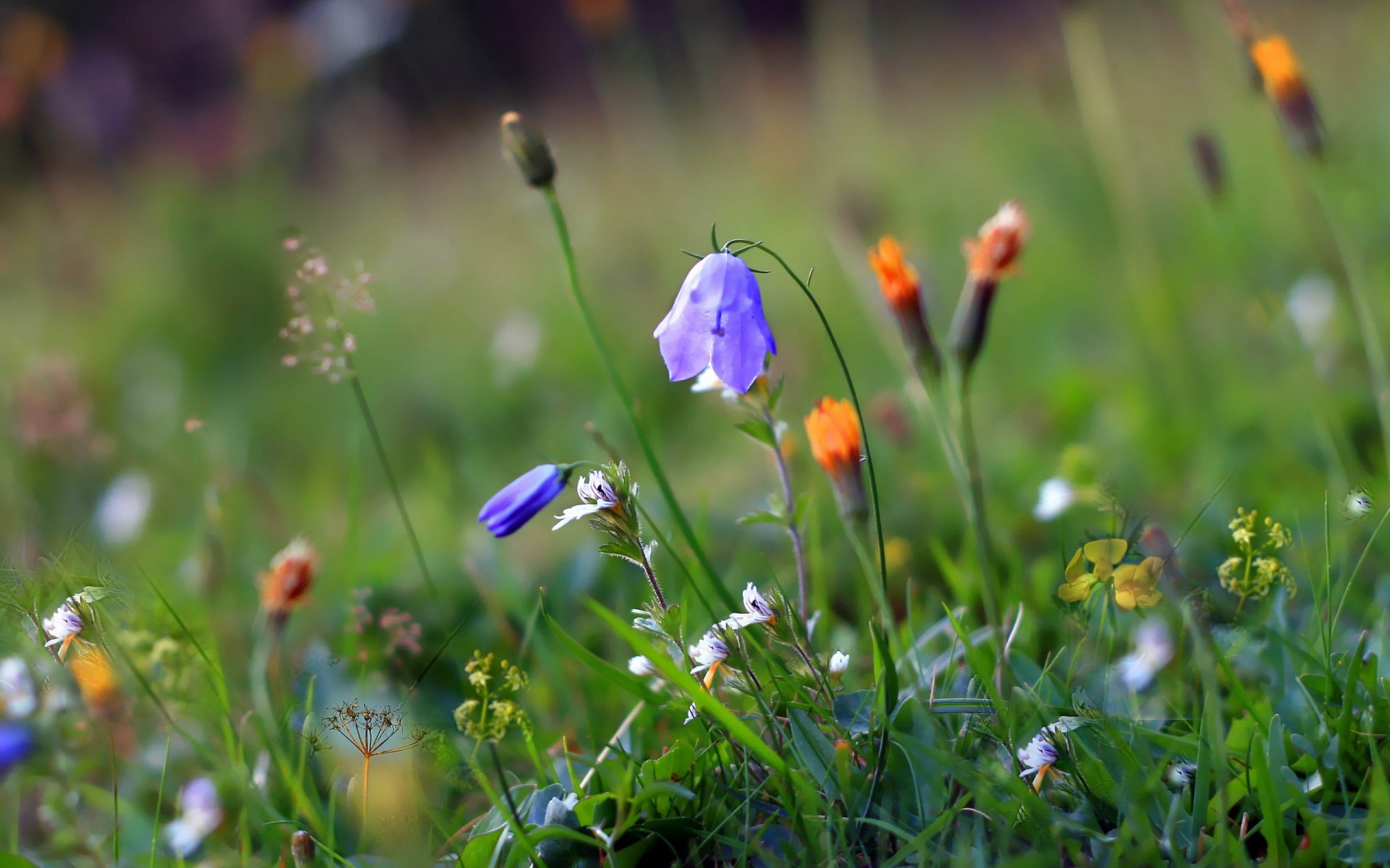 herbe fleurs été