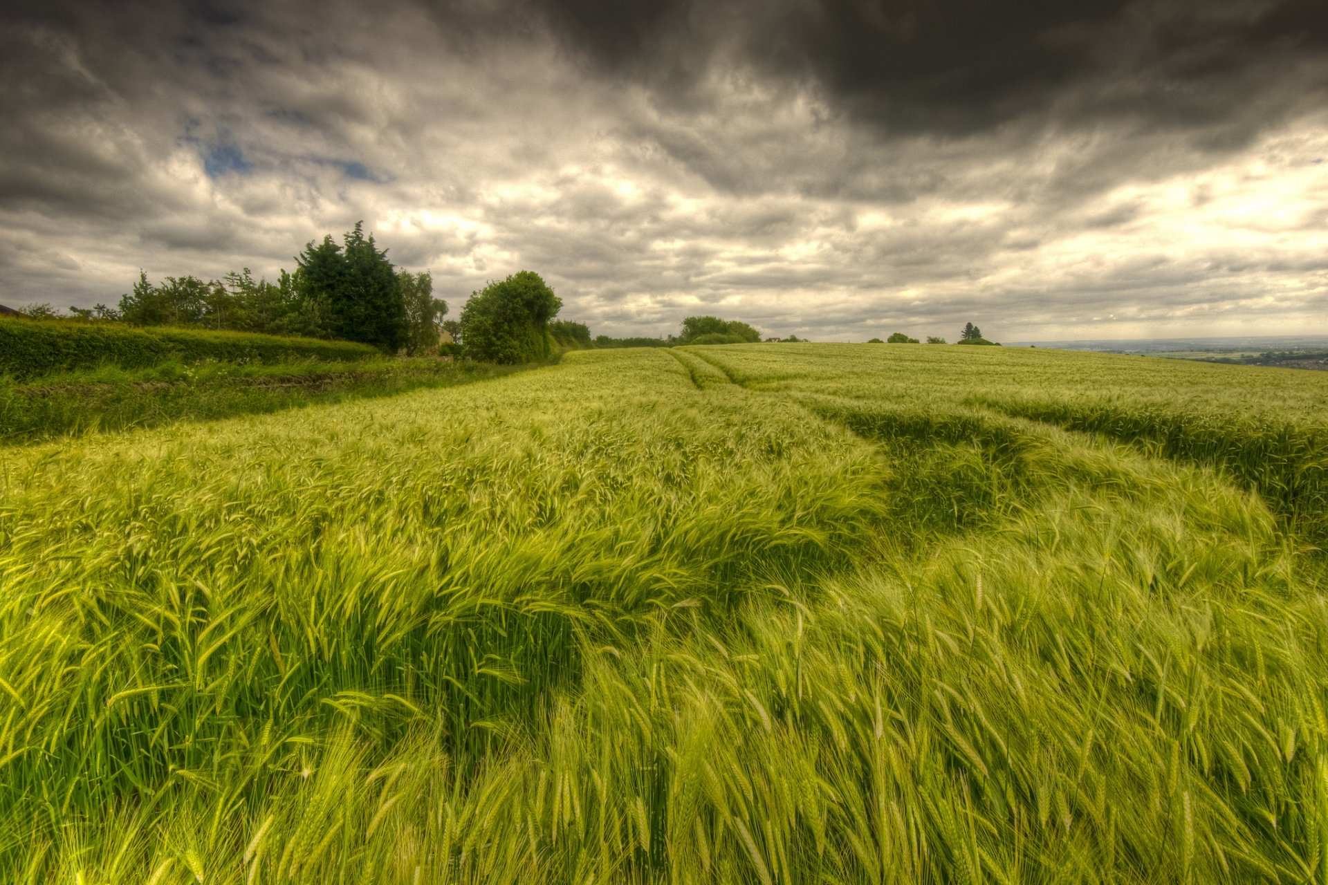 natura pole kłoski niebo