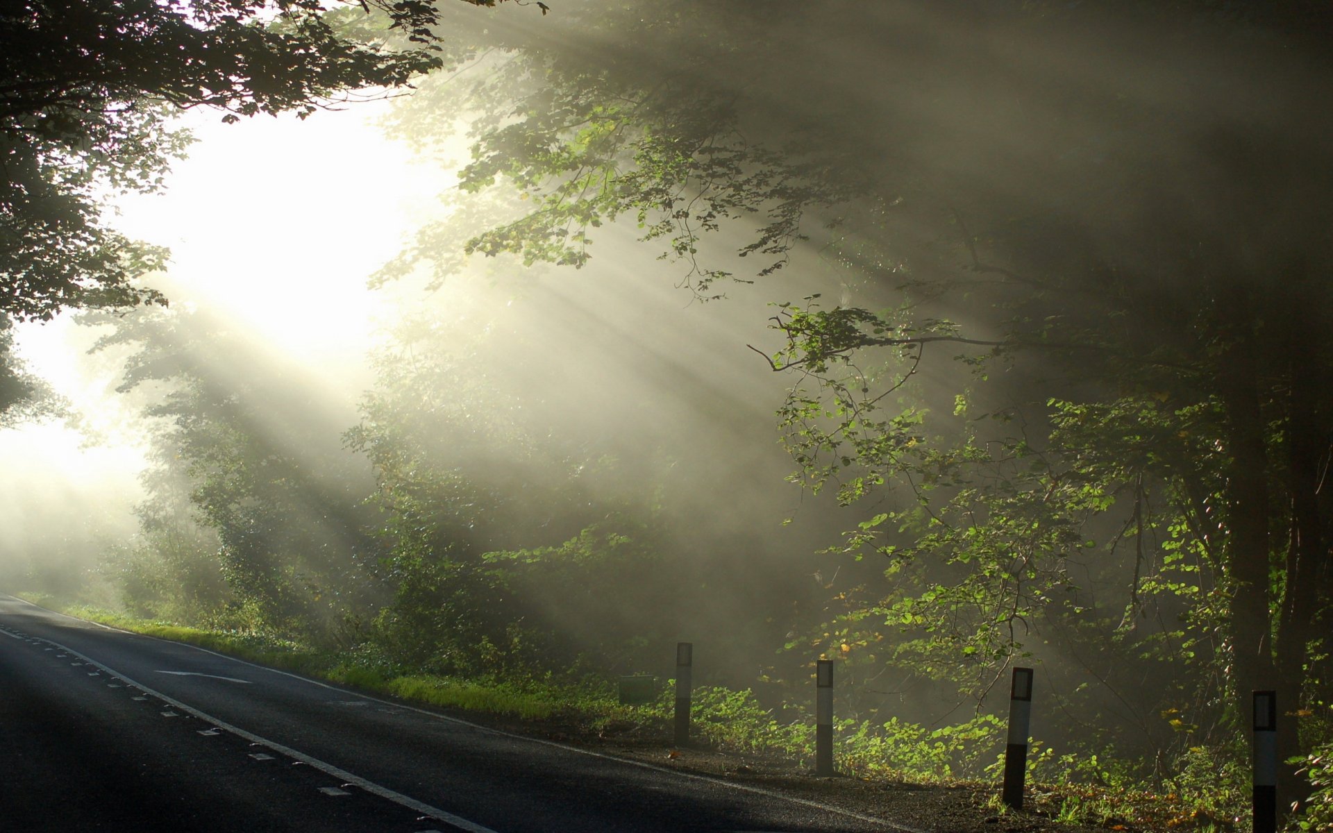 strada alberi luce natura