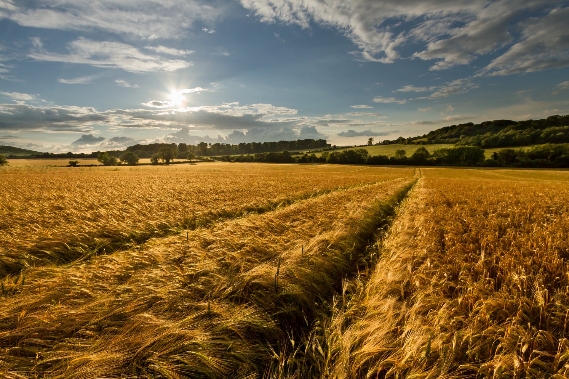 nature summer the field gold spikes sky