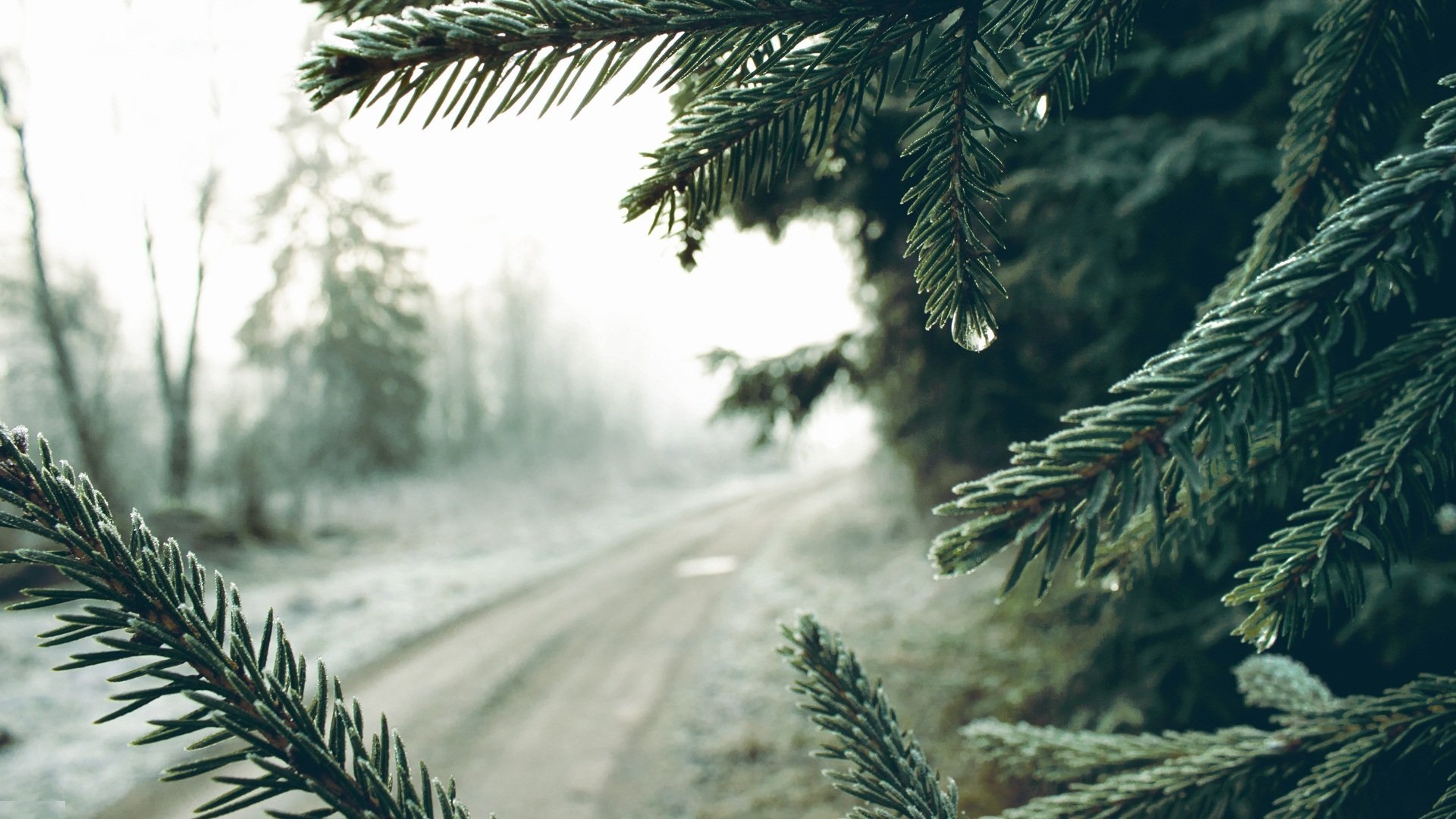 sapin aiguilles matin brouillard route