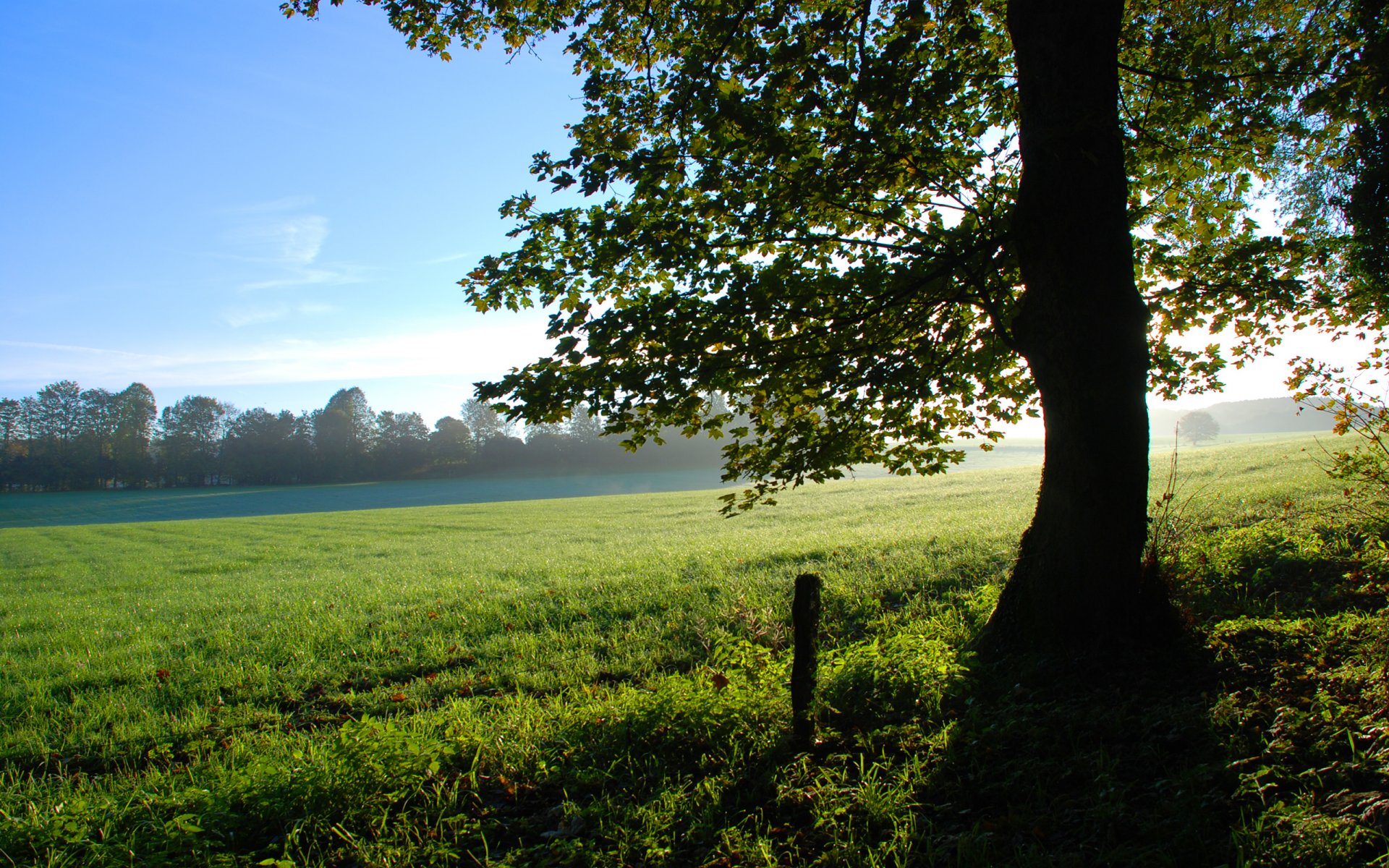 natura albero radura estate luce del sole