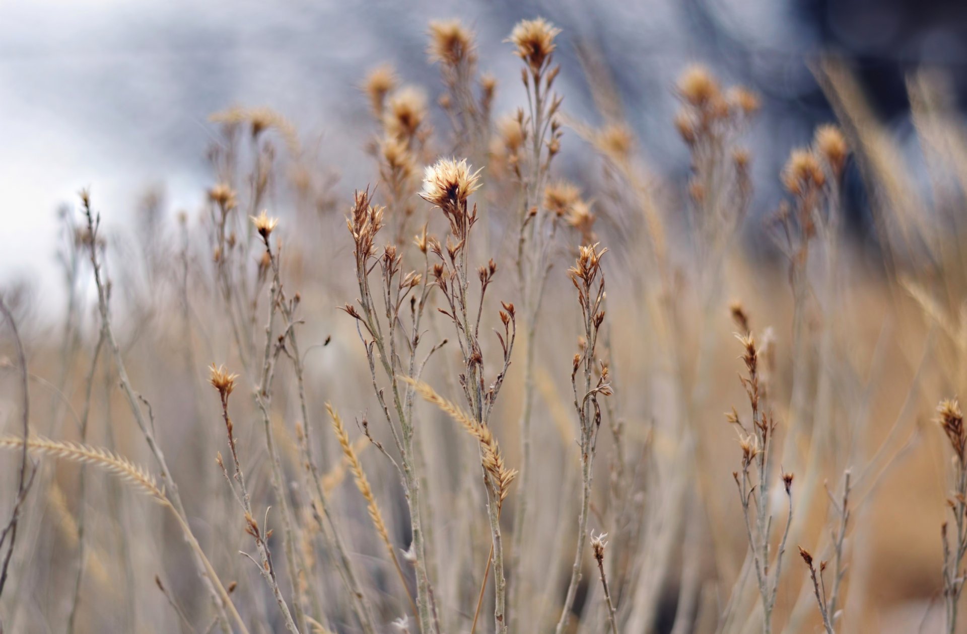 erbe secco piante natura messa a fuoco sfocatura bokeh