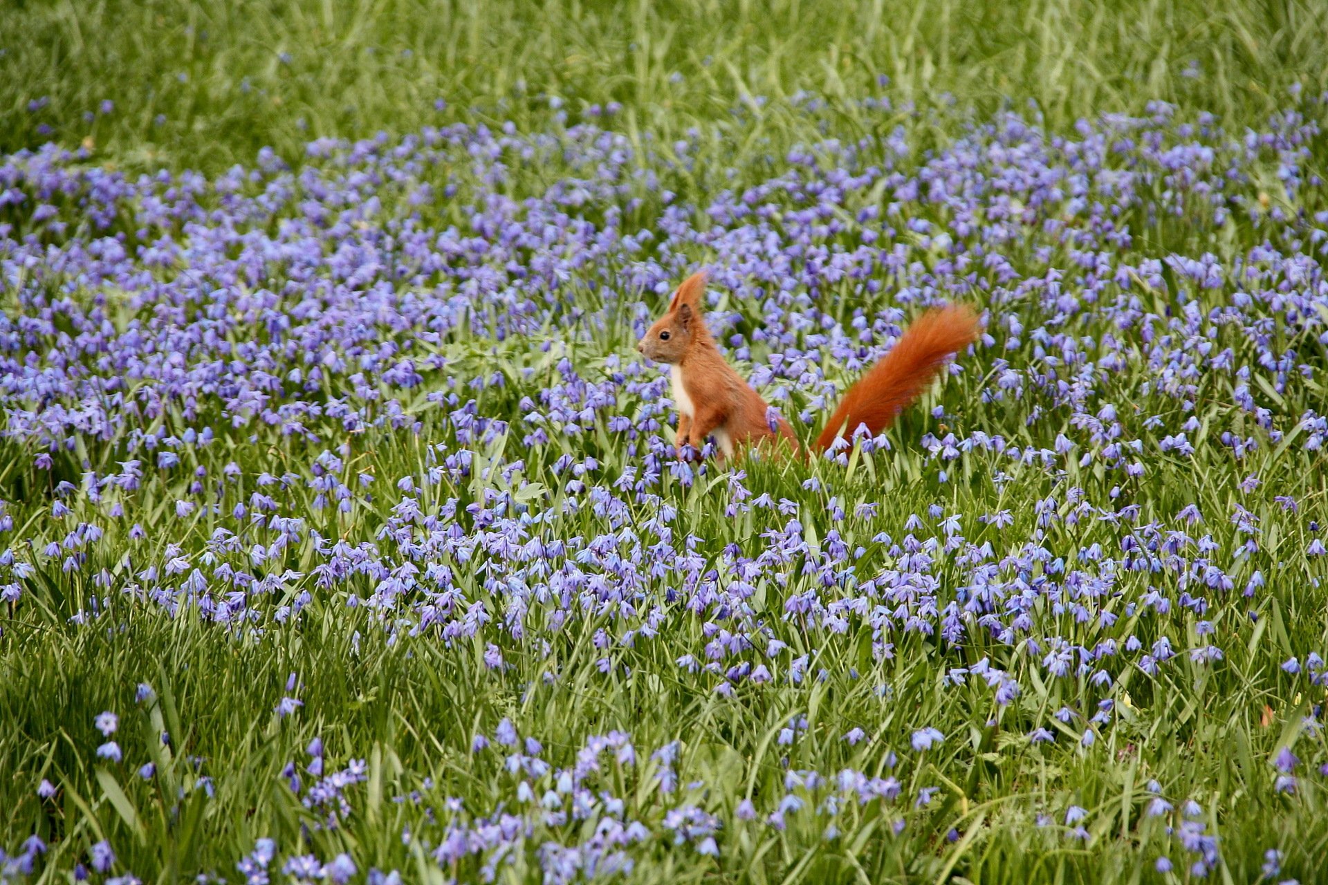 ardilla campo flores naturaleza