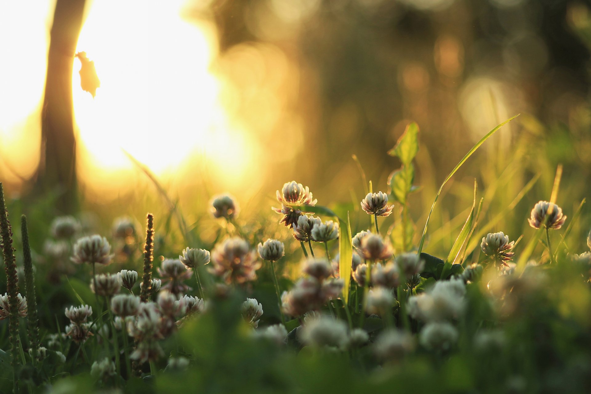 nature matin lumière herbe plantes trèfle