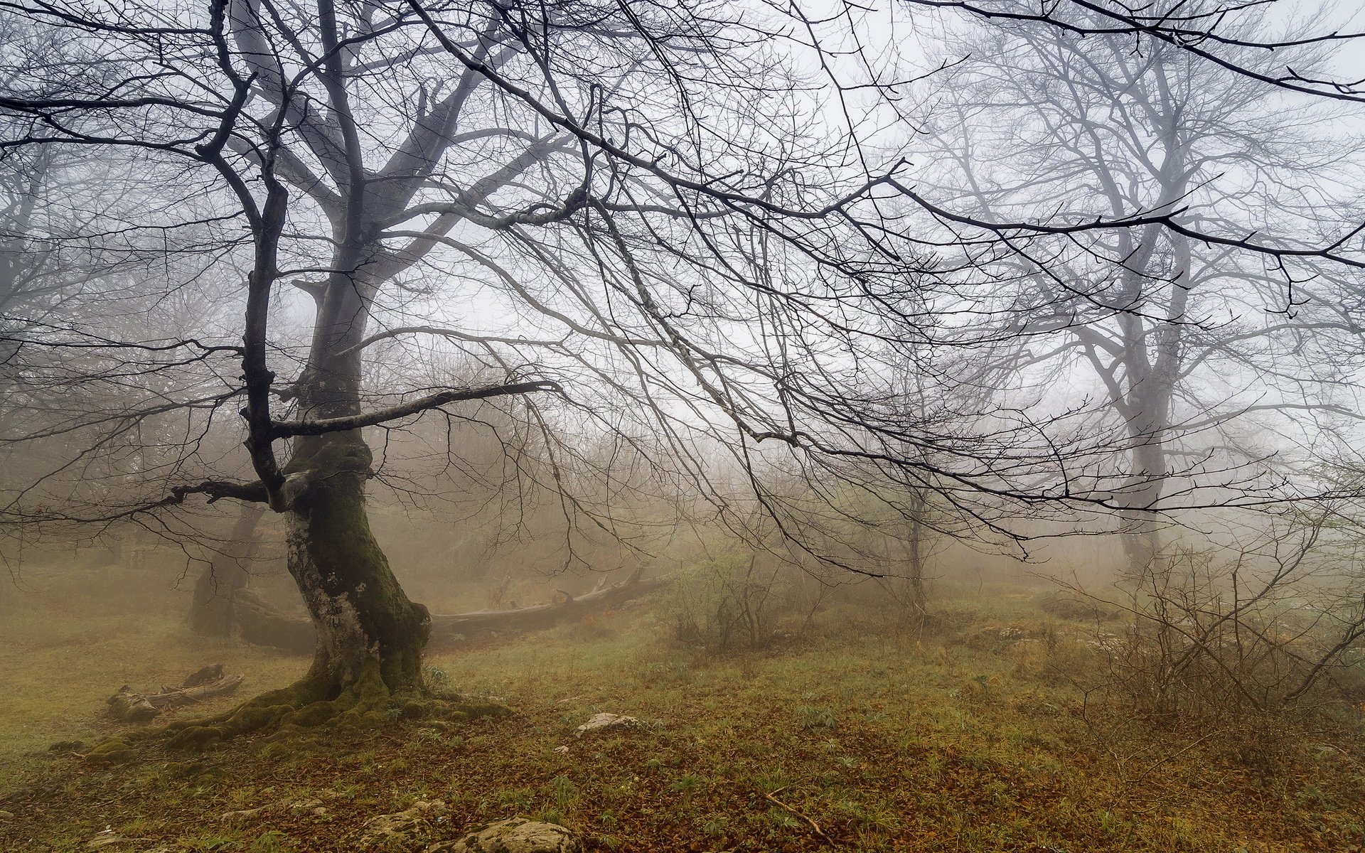 albero nebbia natura paesaggio