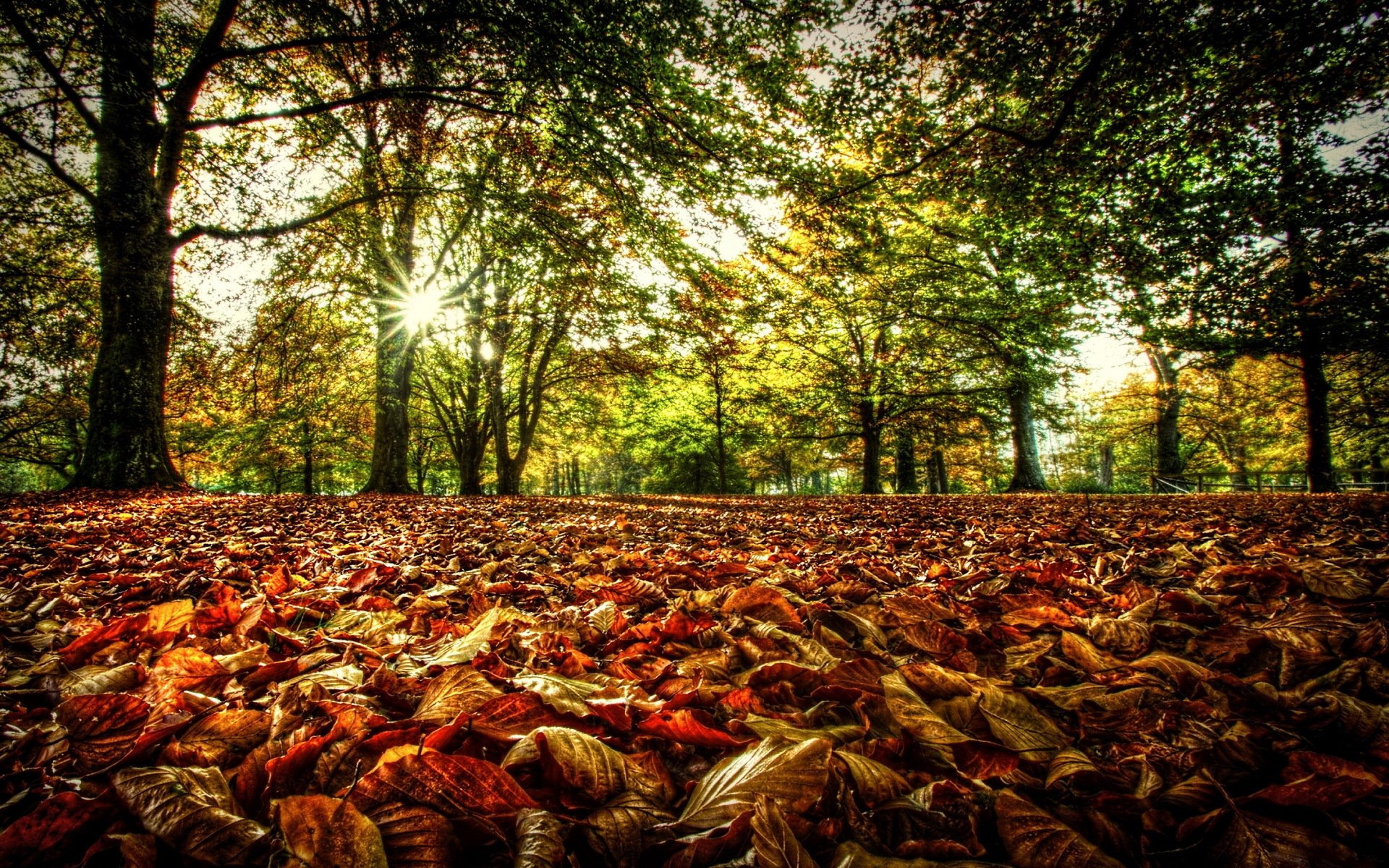 forest tree branches leaves foliage autumn sun light rays green spring