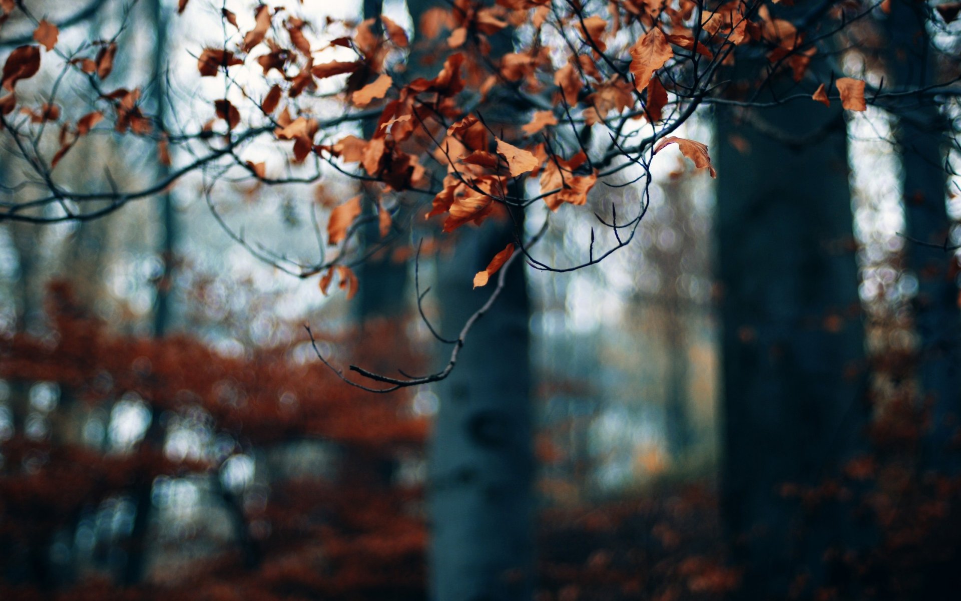 otoño árbol ramas hojas