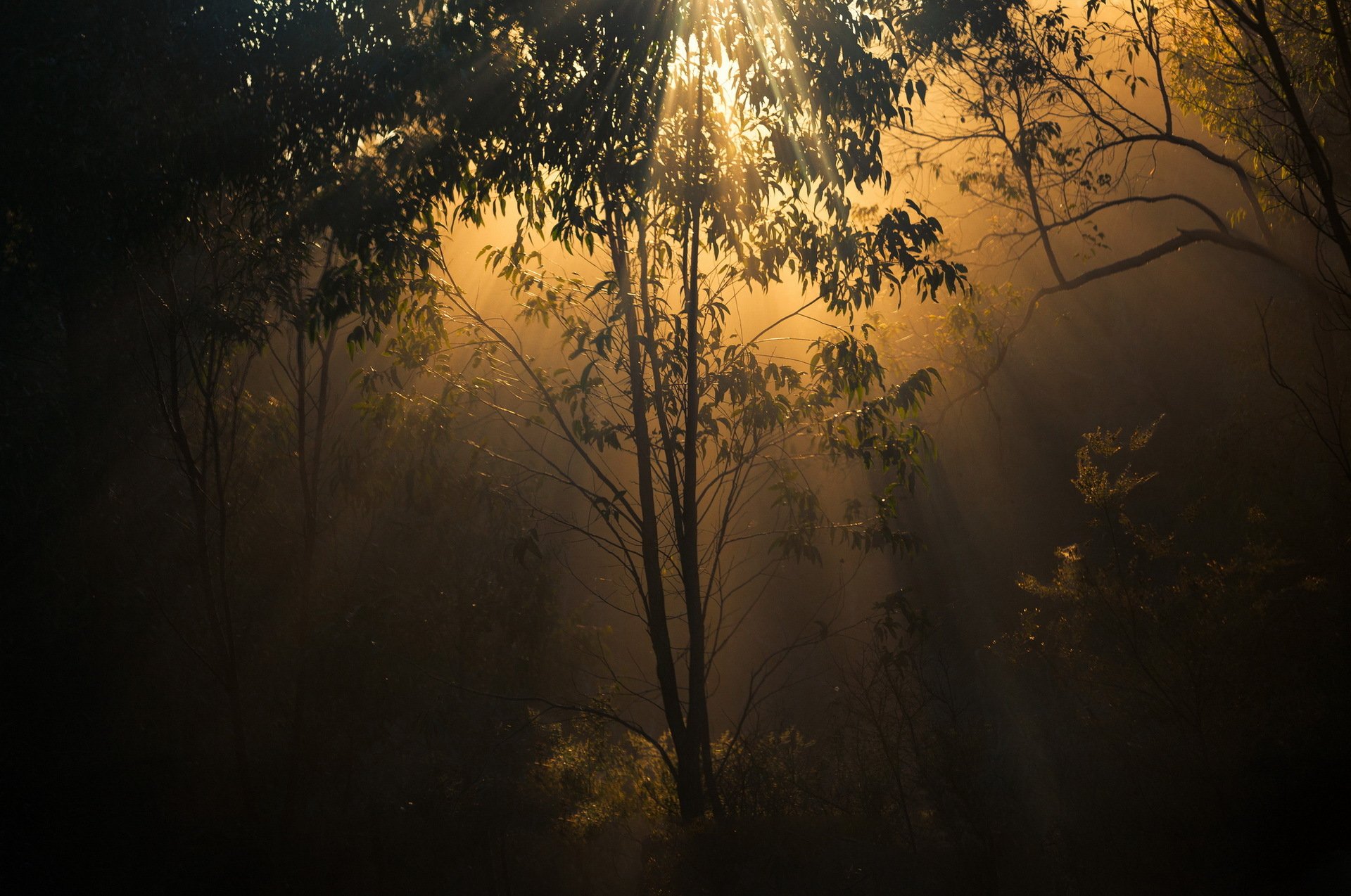 bosque árboles luz crepúsculo naturaleza