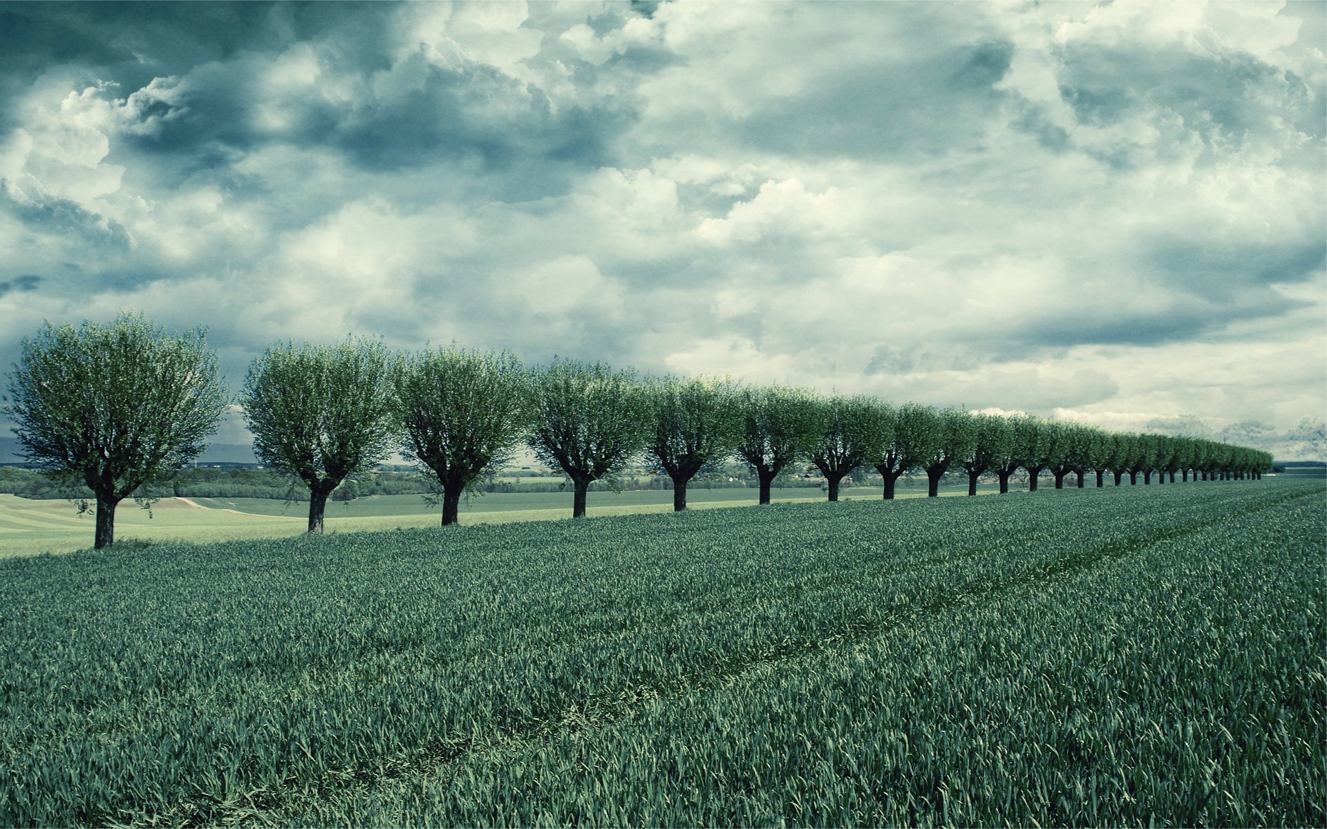 feld bäume reihe himmel wolken wolken