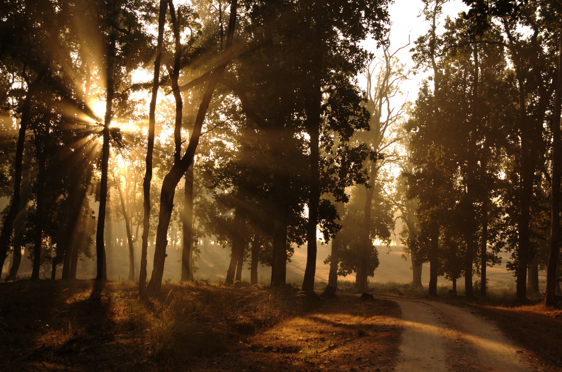 mattina foresta periferia strada sole luce raggi natura