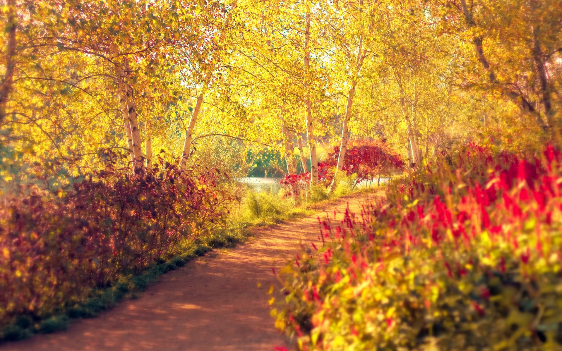 herbst park bäume birken büsche fußweg gehweg