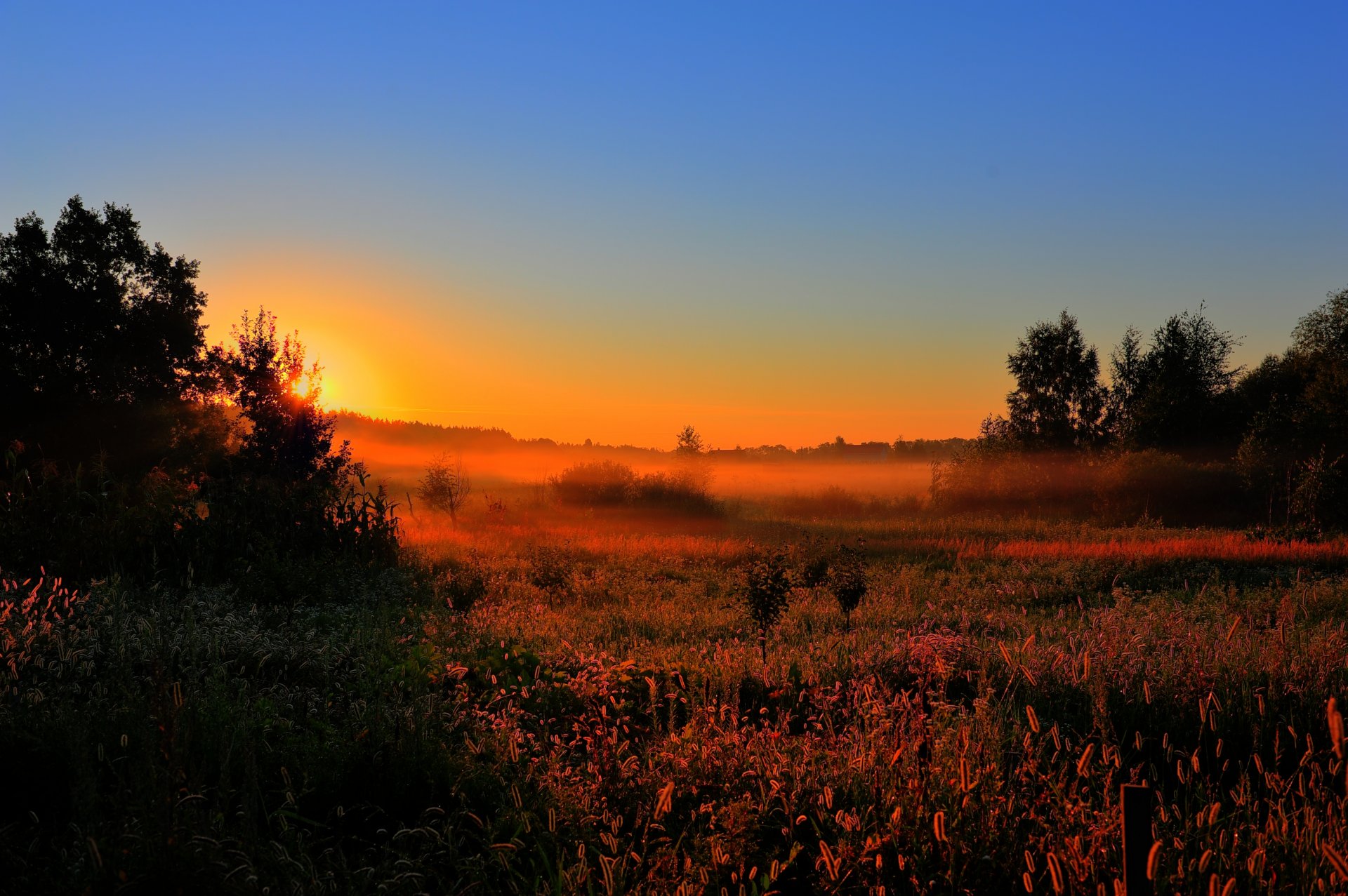 early in the morning dawn sun fog of the field . field forest tree nature