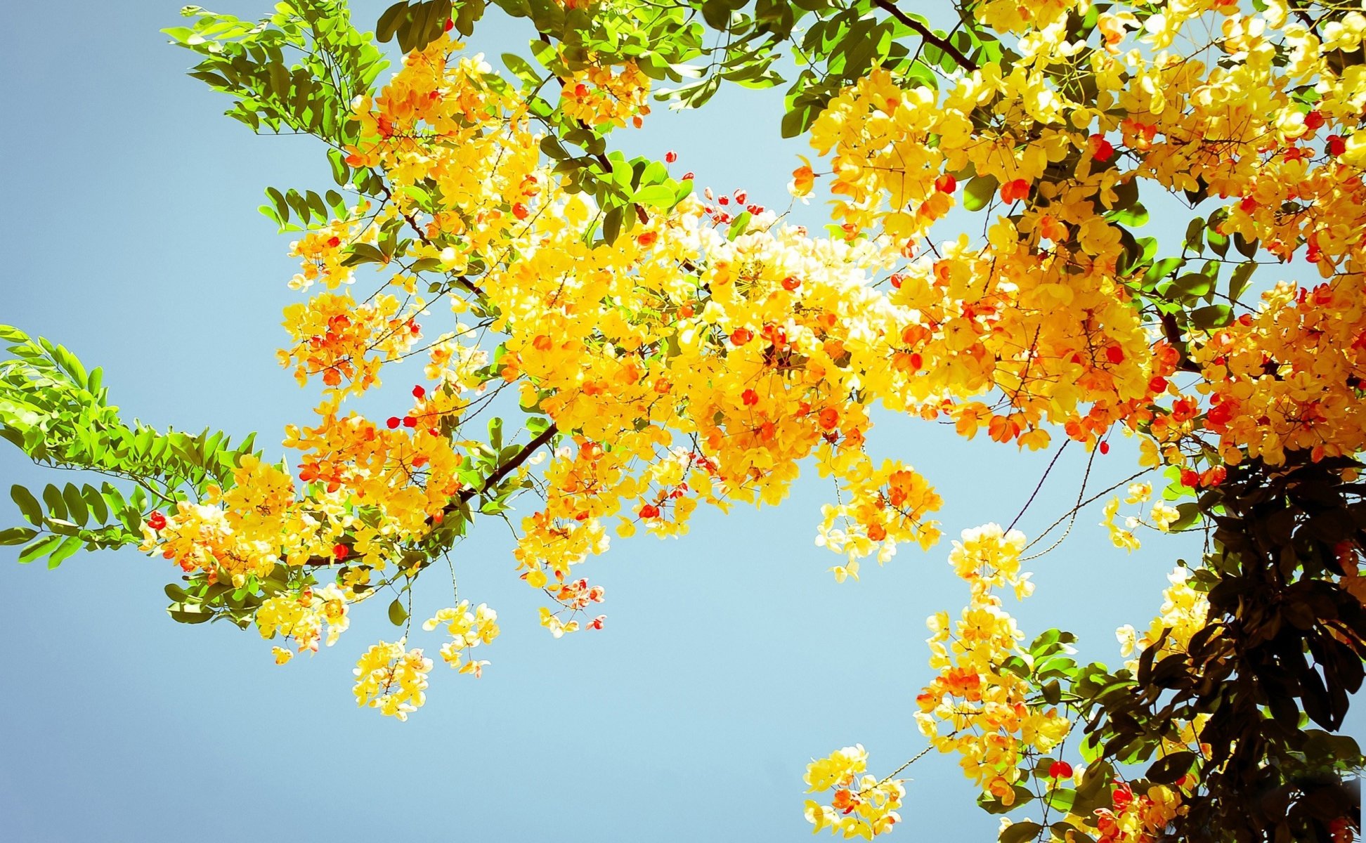 natur baum laub gelb