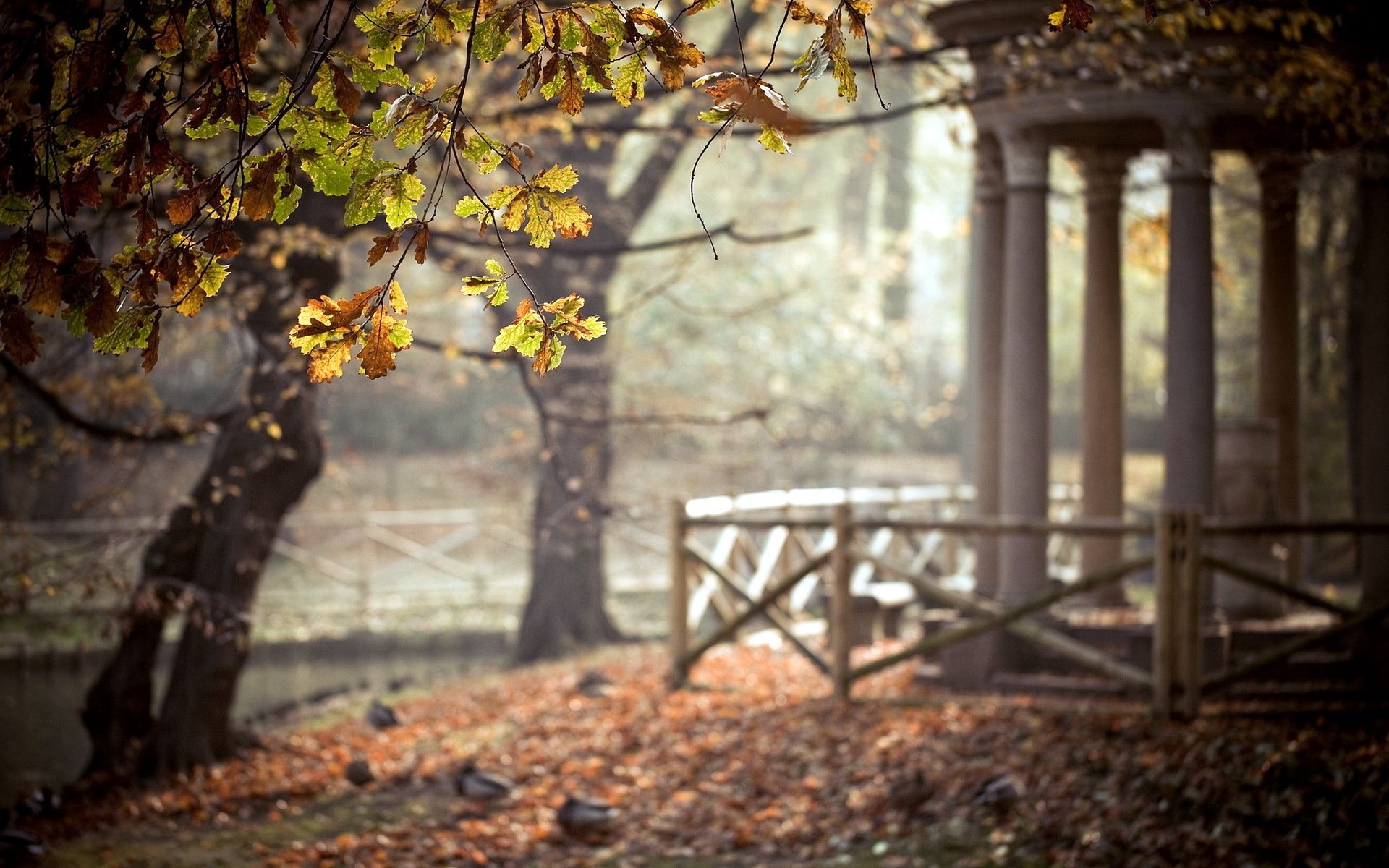 park drzewa liście altana natura