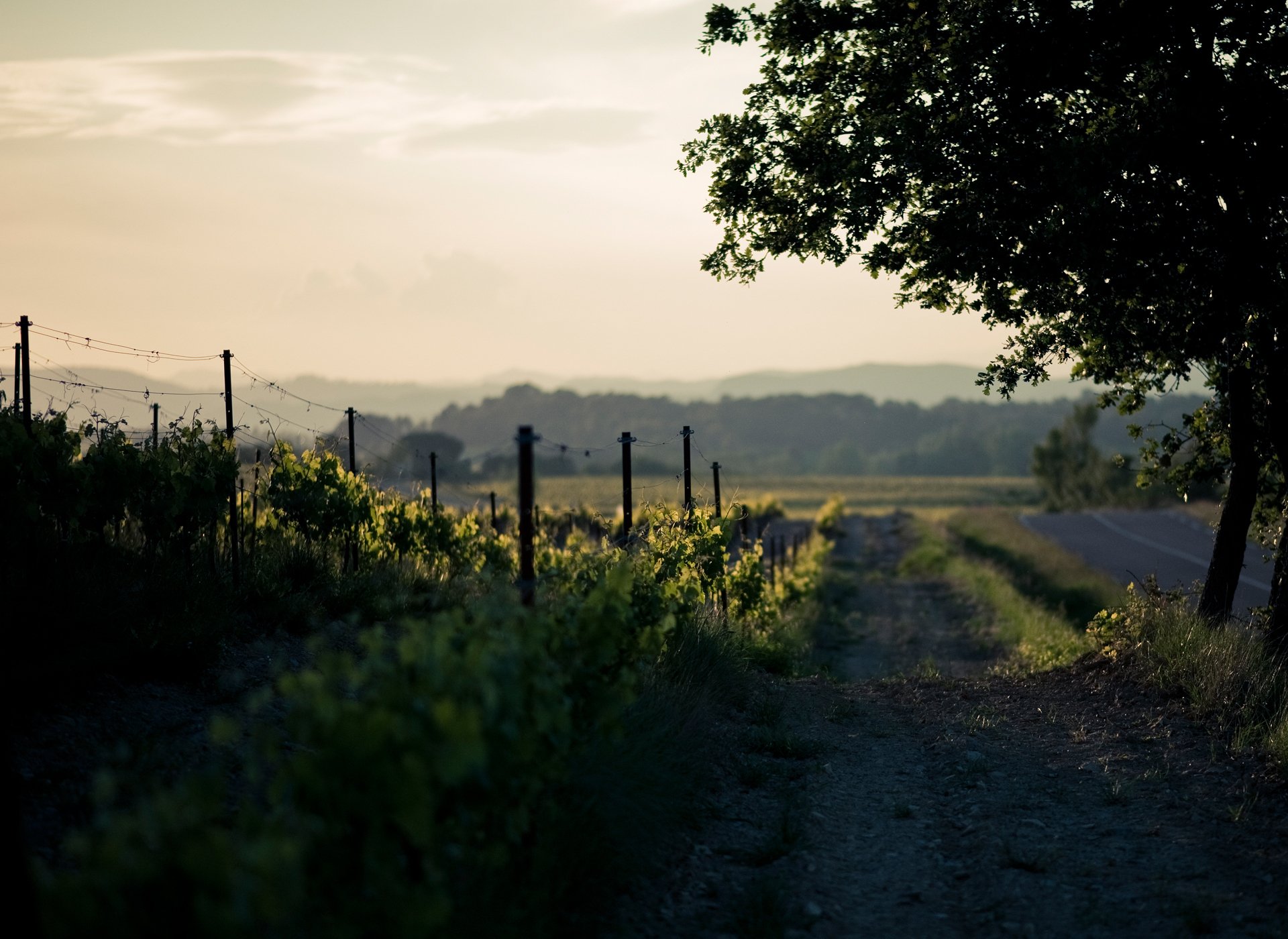 natura primavera strada due vigneti legno quercia