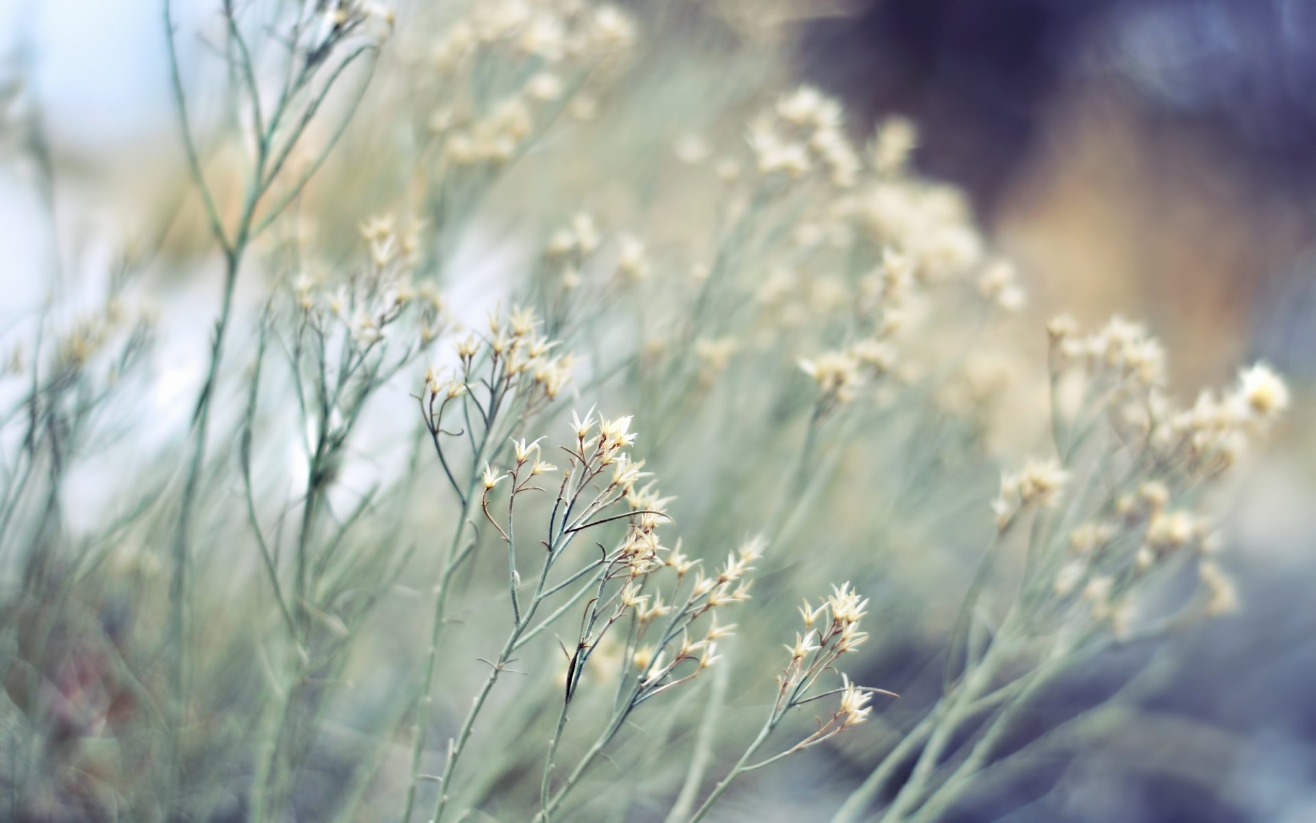 pianta secco erbe natura messa a fuoco sfocatura bokeh