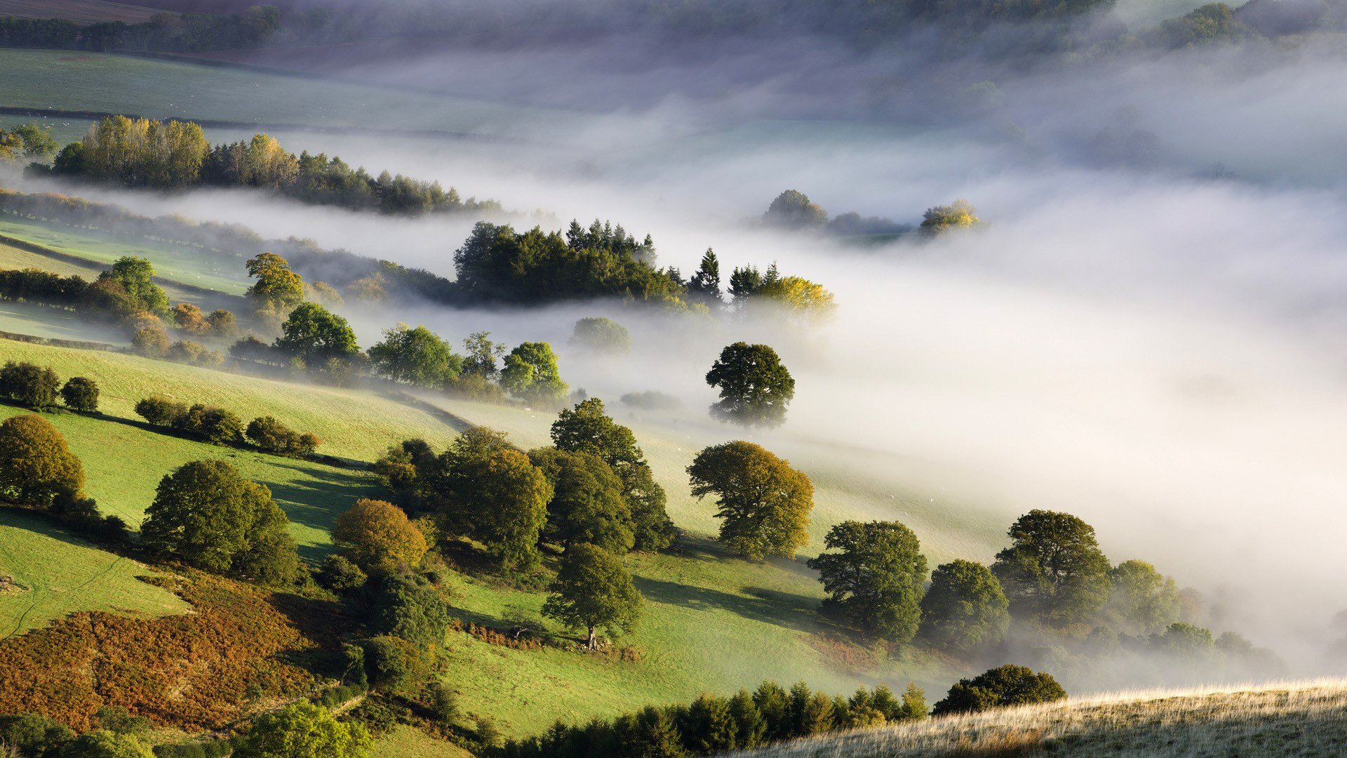 nebbia alberi valle natura mattina