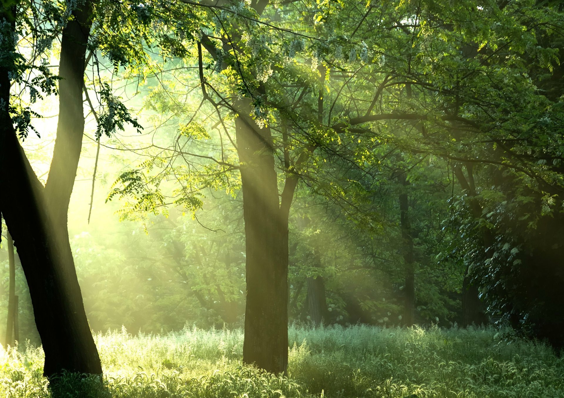 zielone drzewa słońce las drzewa promienie natura