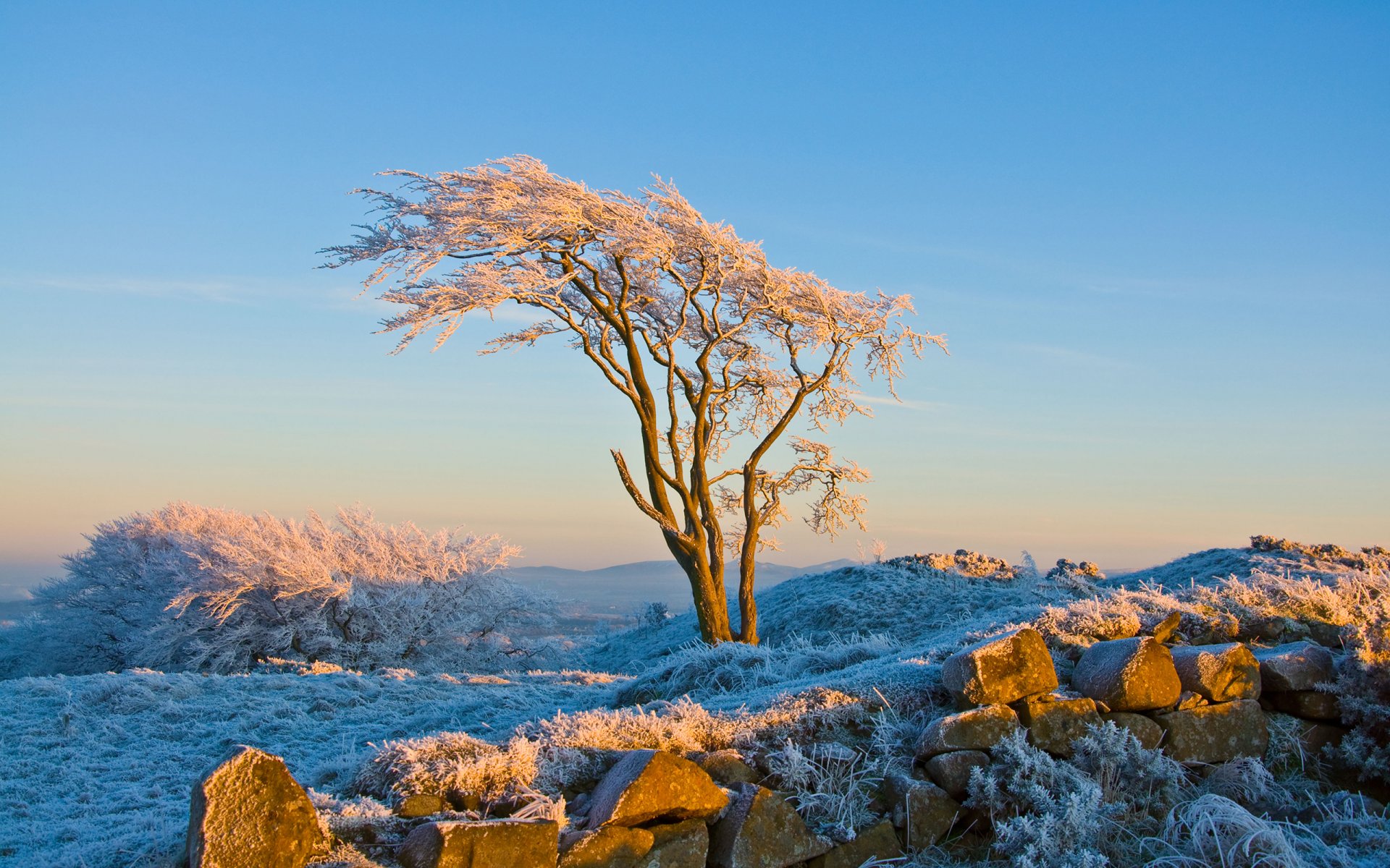 nature arbre neige givre hiver