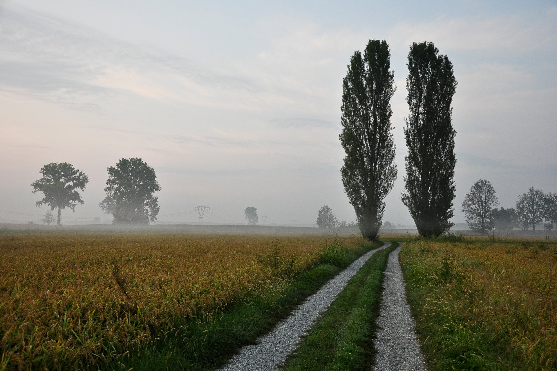 natur straße bäume pappeln nebel