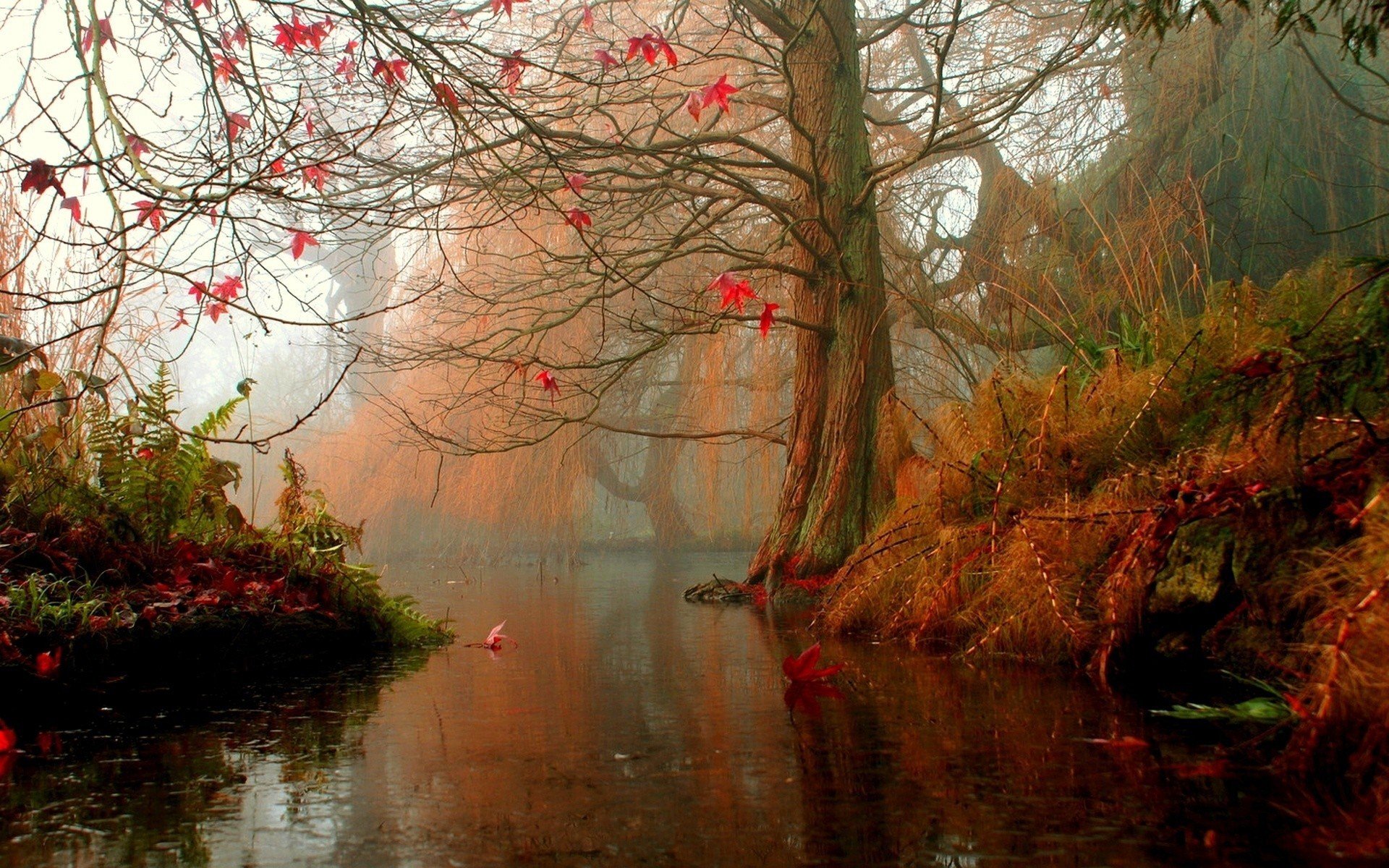 albero acqua autunno foglie