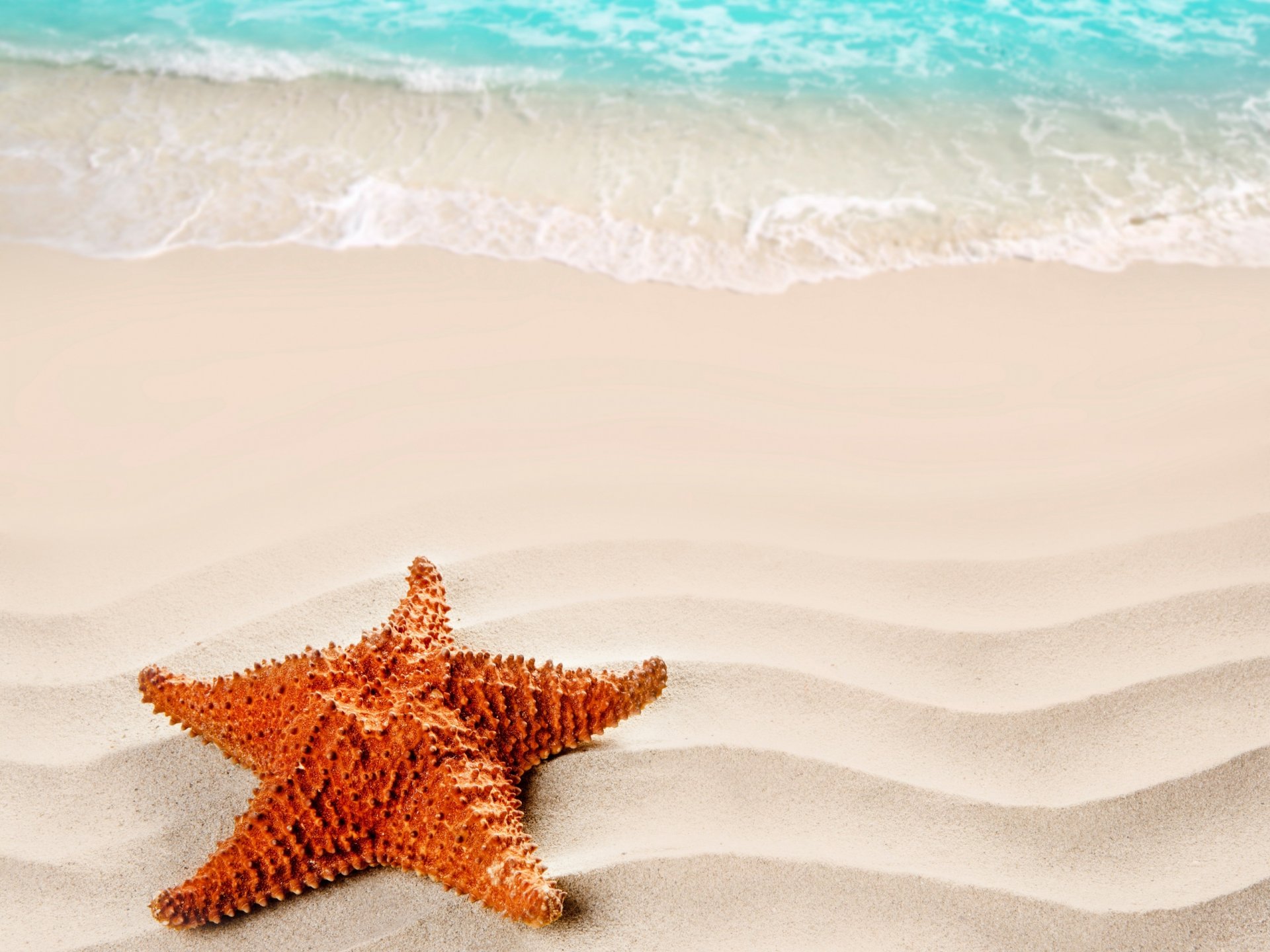 nature sea sand beach starfish summer