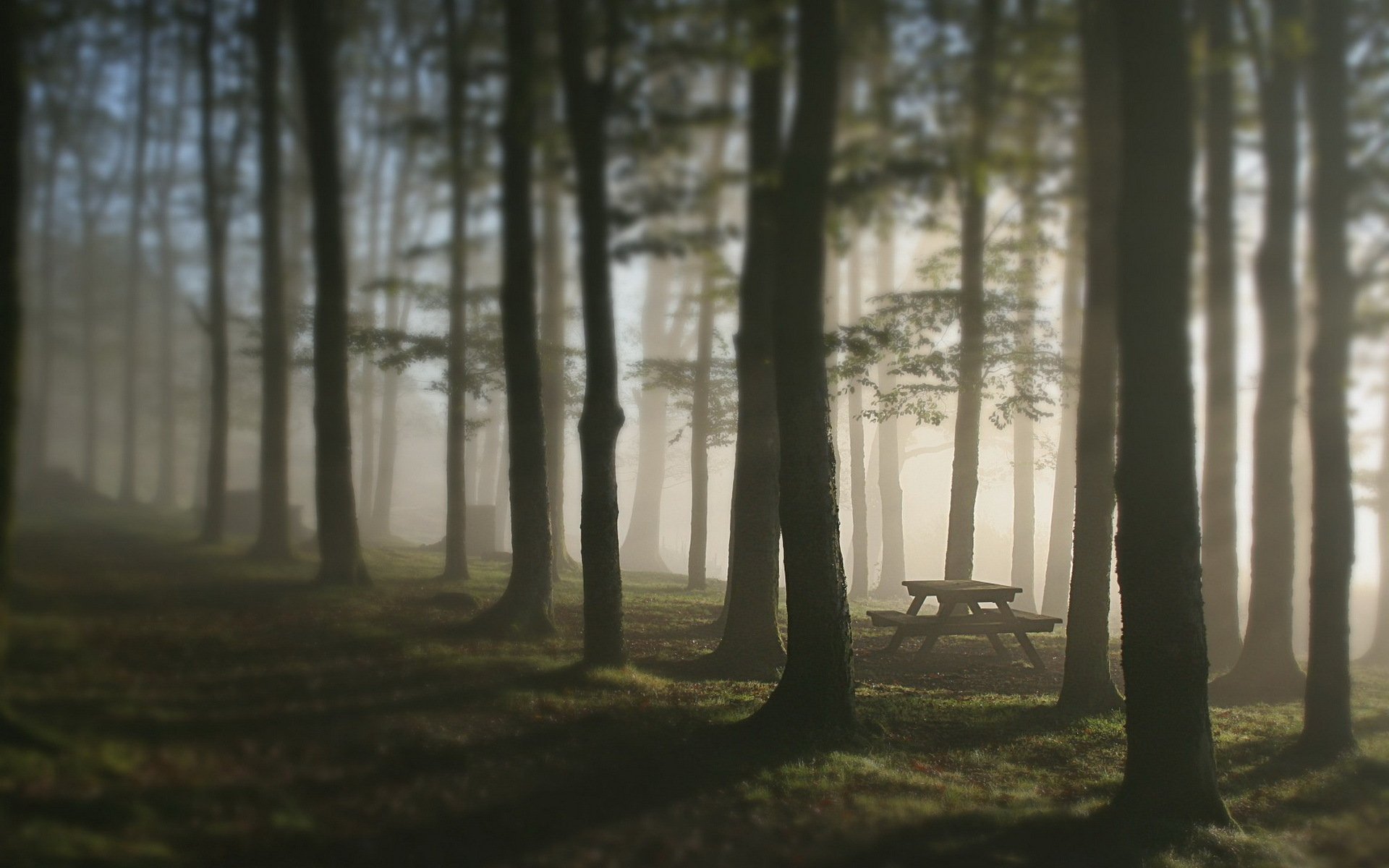 foresta alberi nebbia tavolo panchina