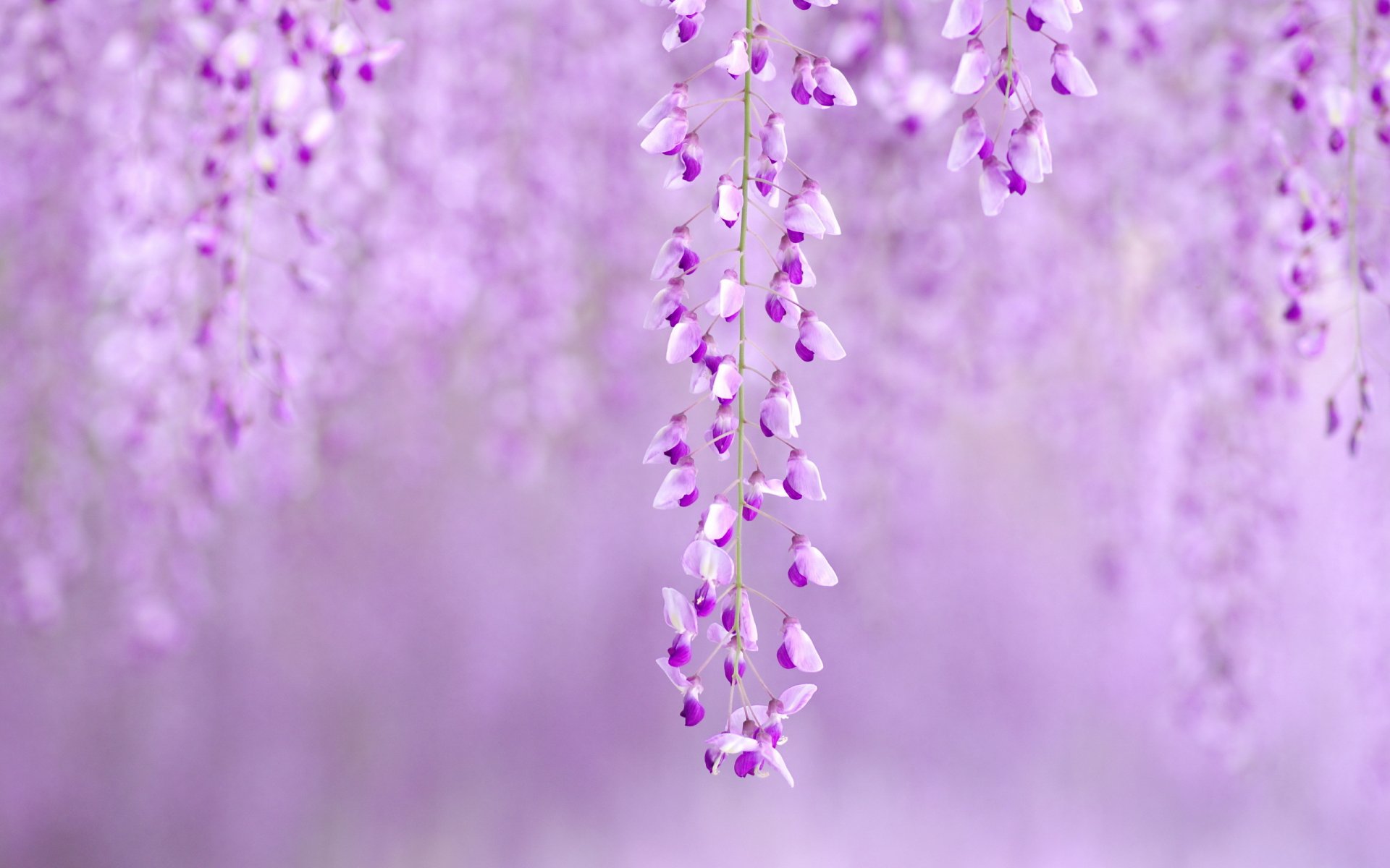 primavera natura alberi colore