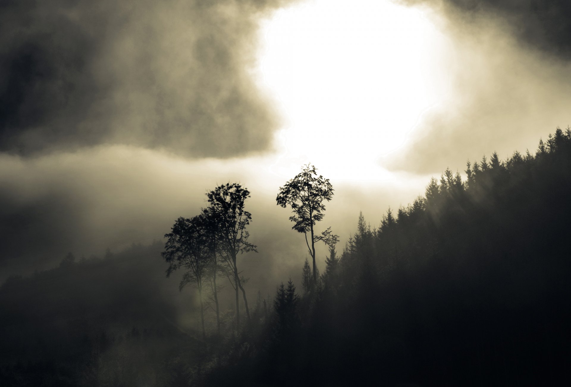 nebbia foresta alberi colline foschia