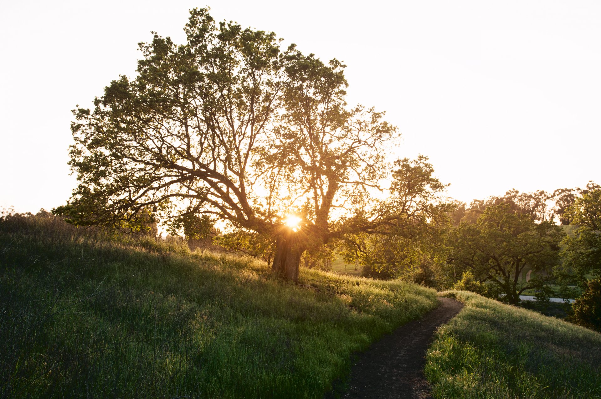 natura primavera albero sentiero punto erba sole raggi