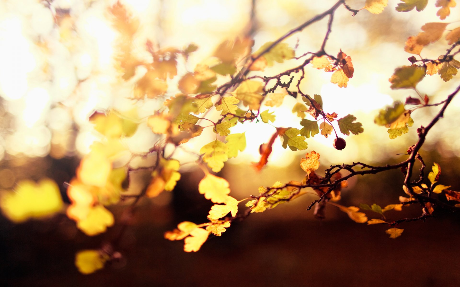 hojas otoño árbol bayas fruta ramitas luz desenfoque efecto