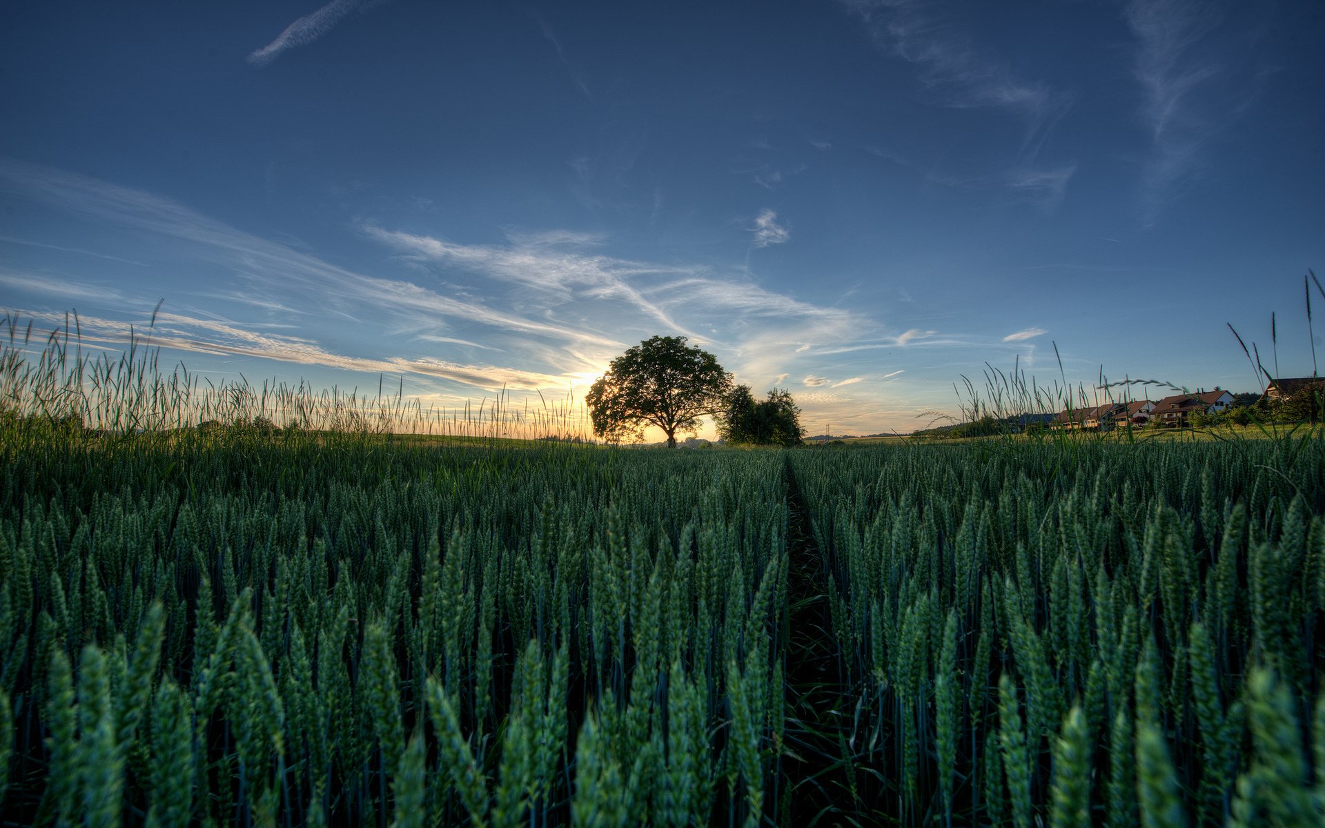 feld ährchen baum landschaft himmel sonne sonnenuntergang gras