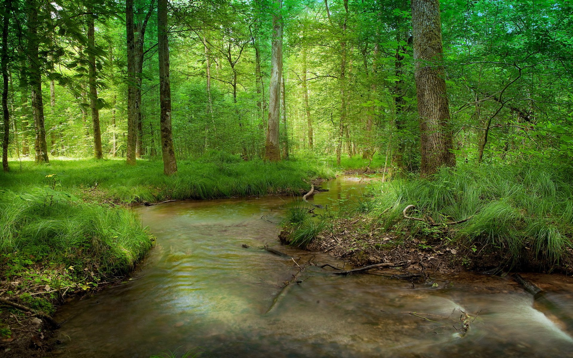 forest river summer nature