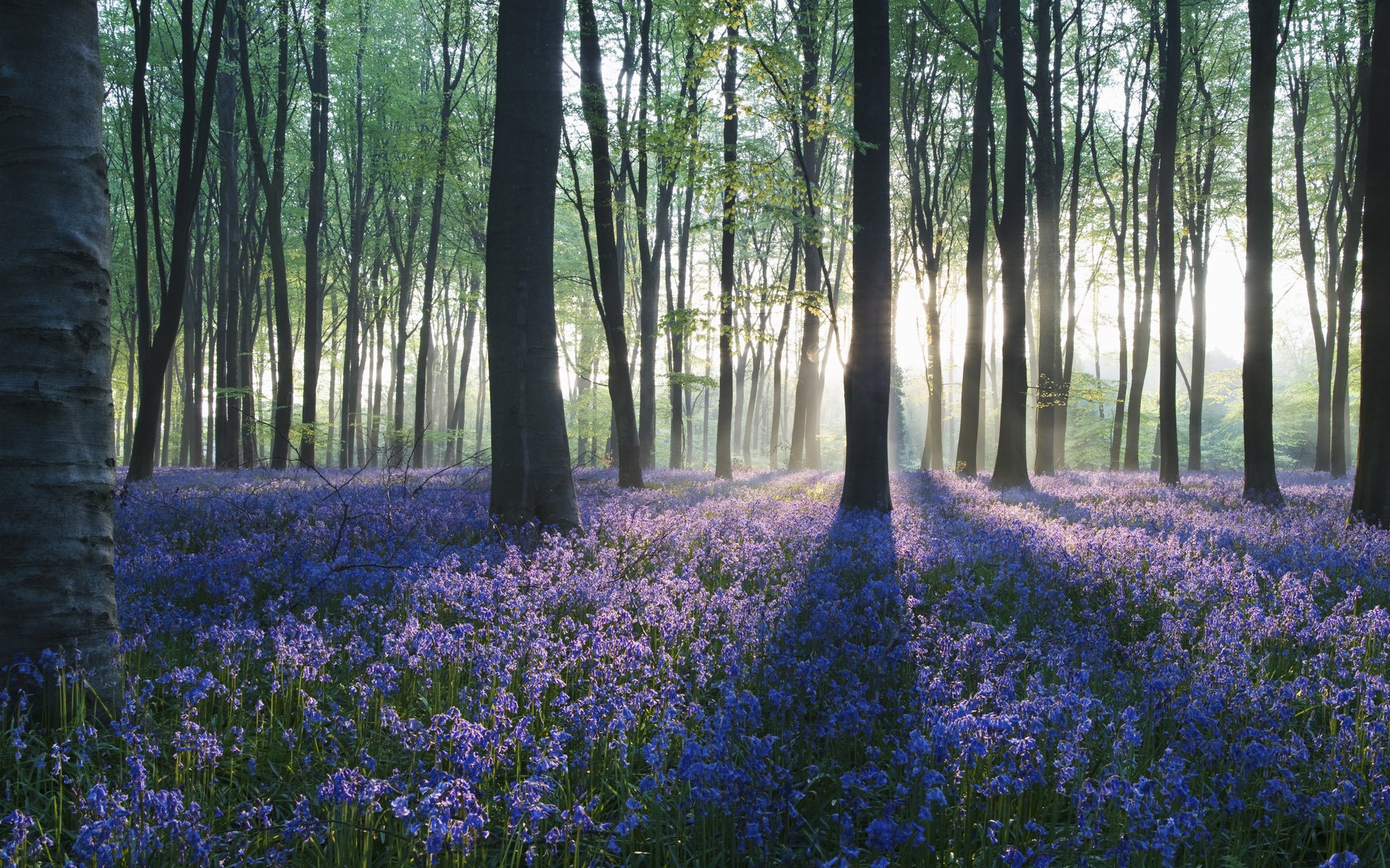 foresta alberi fiori