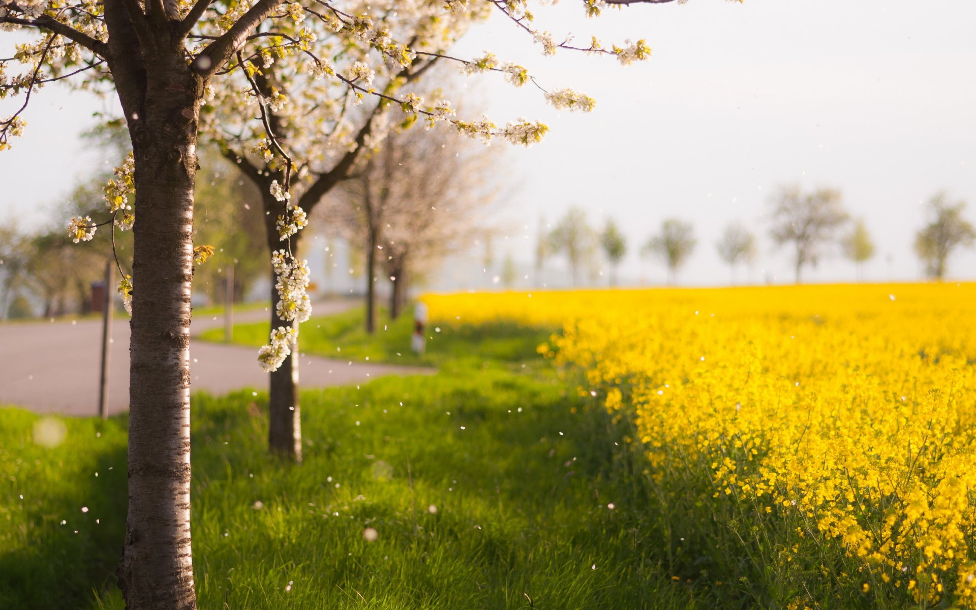 albero campo primavera natura