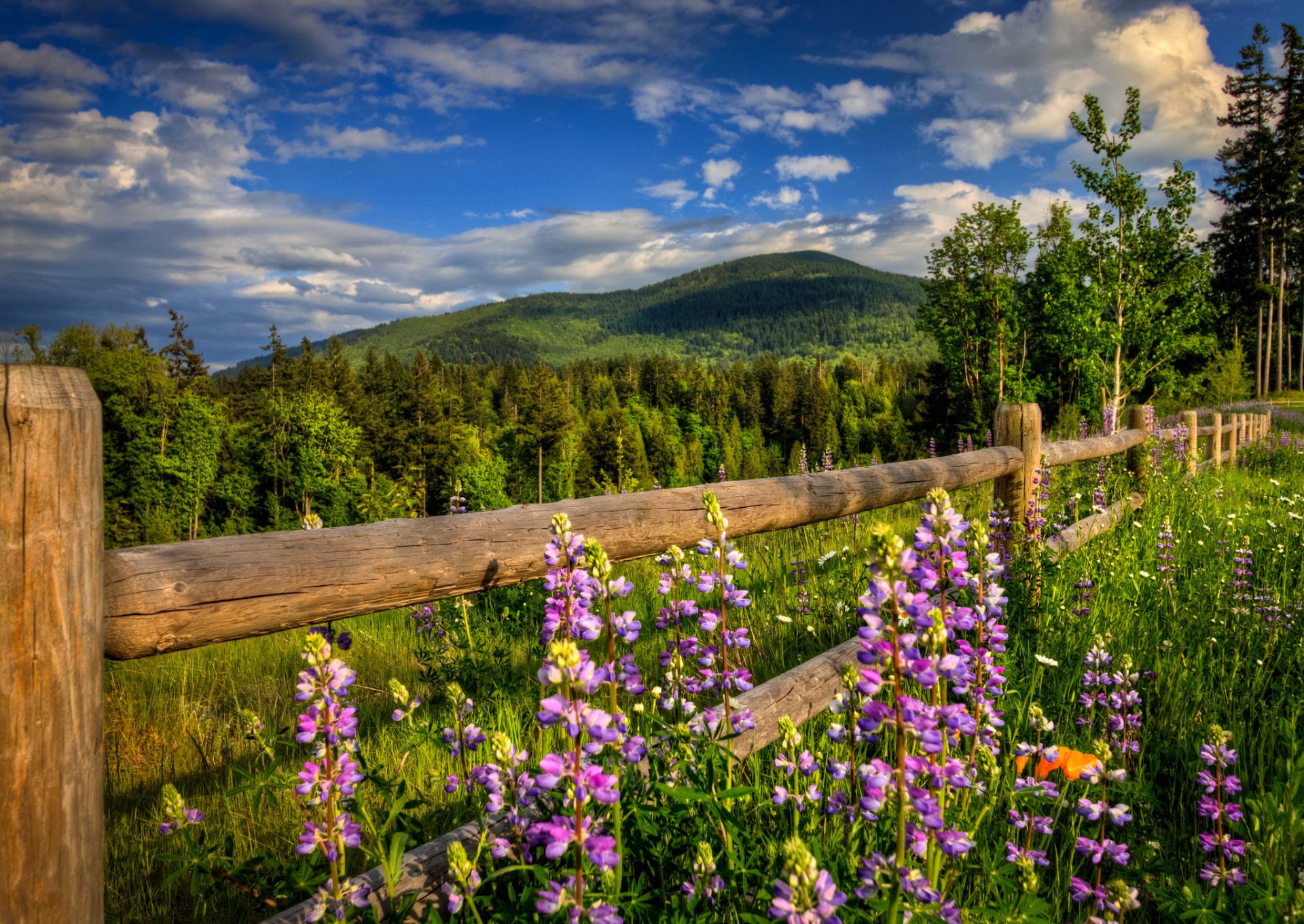 natur berge wald straße zaun blumen frühling