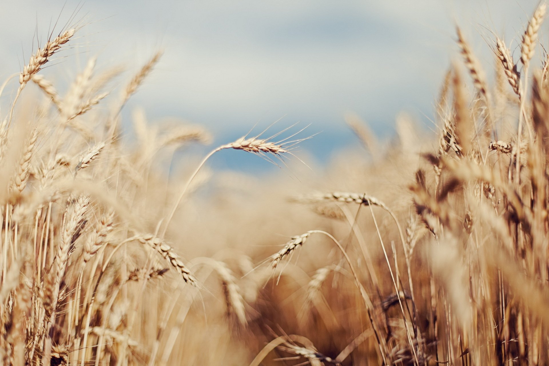 feld ohren natur